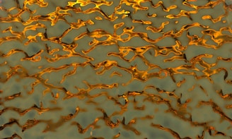 A blurry image of leaves on the ground