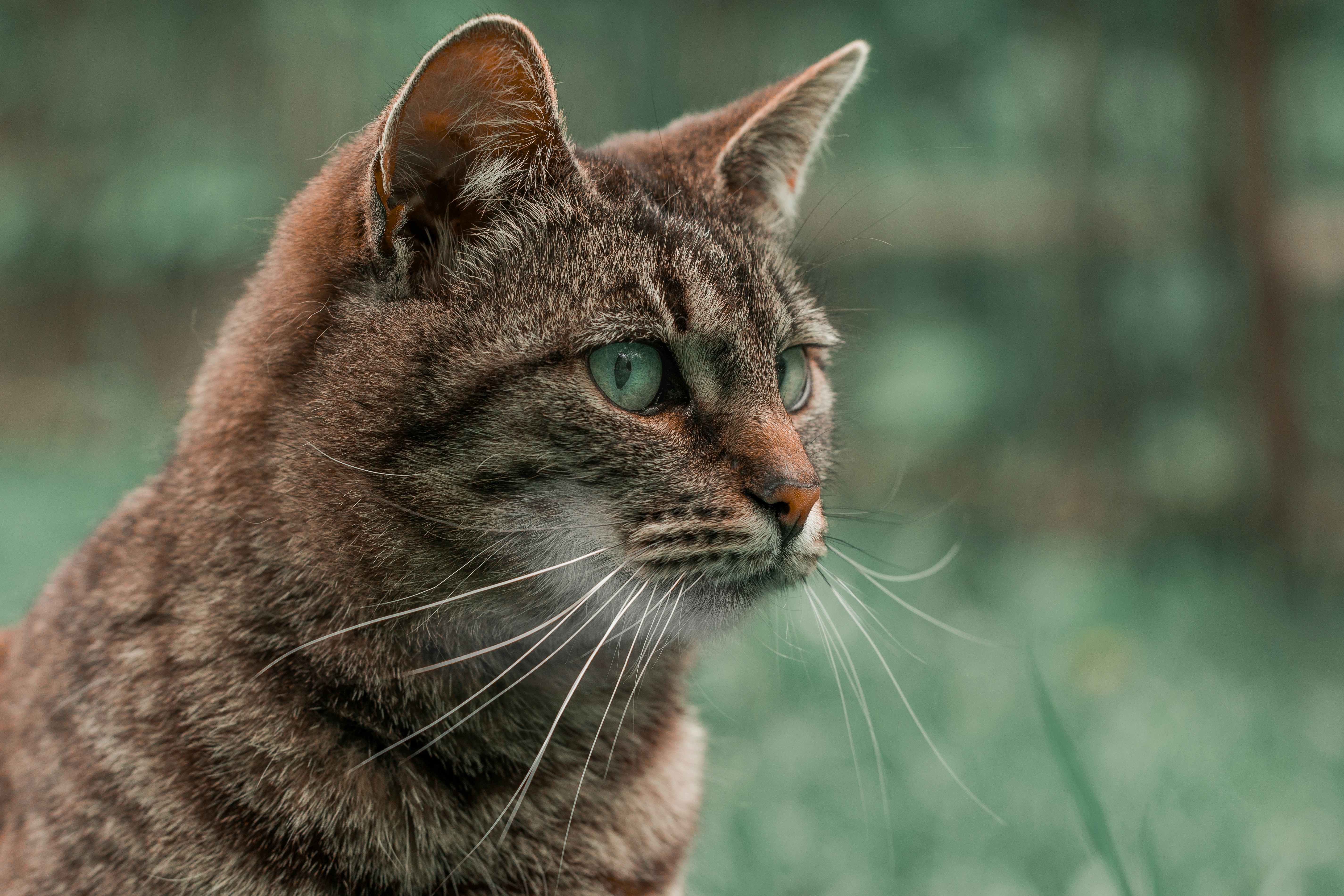 Expressive Eyes That Speak Volumes (image credits: unsplash)