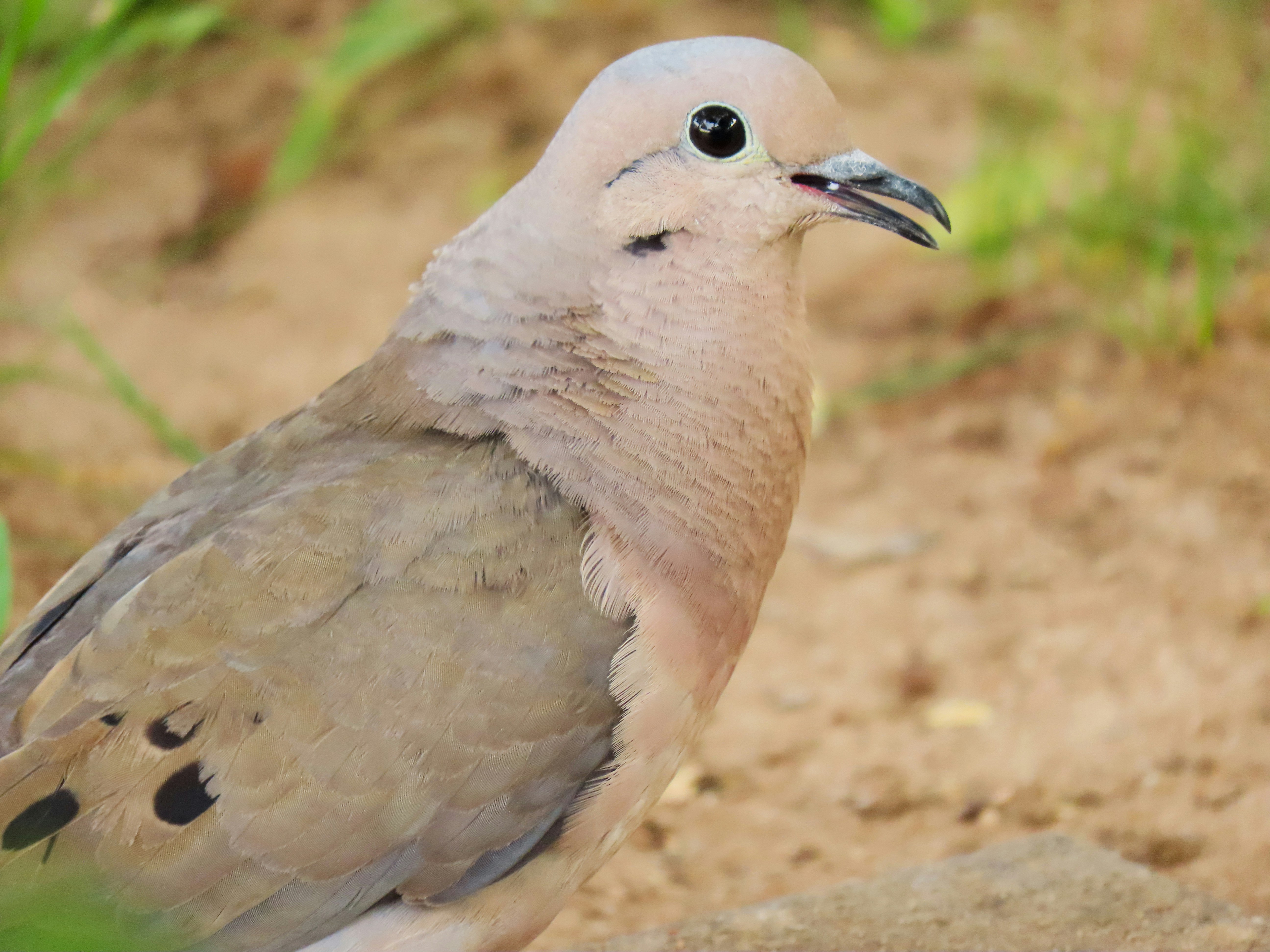 Photo by patricianicoloso