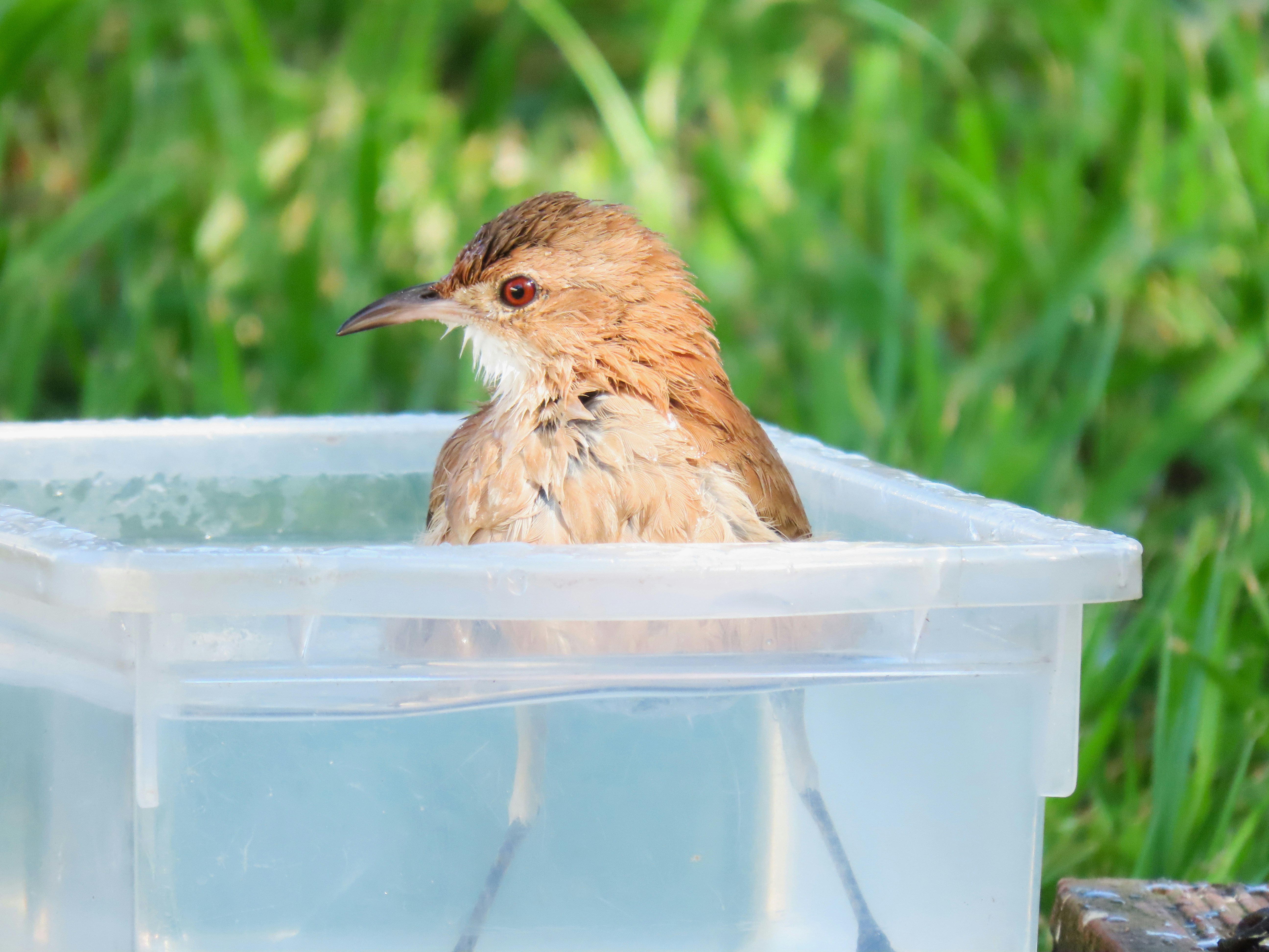 9 Bird Feeding Tips for Adding Water Sources to Invite More Birds