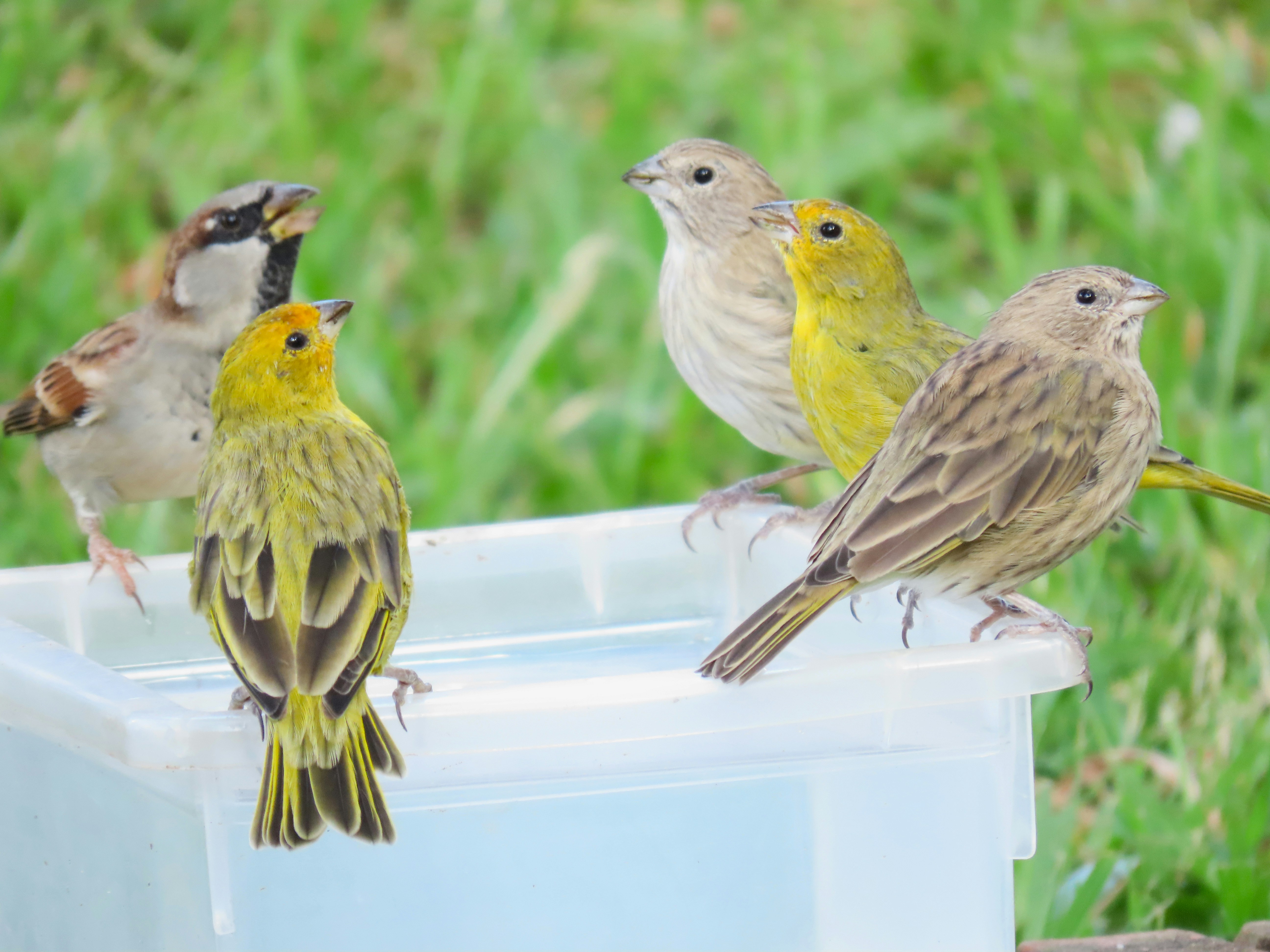 6 Bird Field Guides Perfect for Backyard Bird Watching Beginners