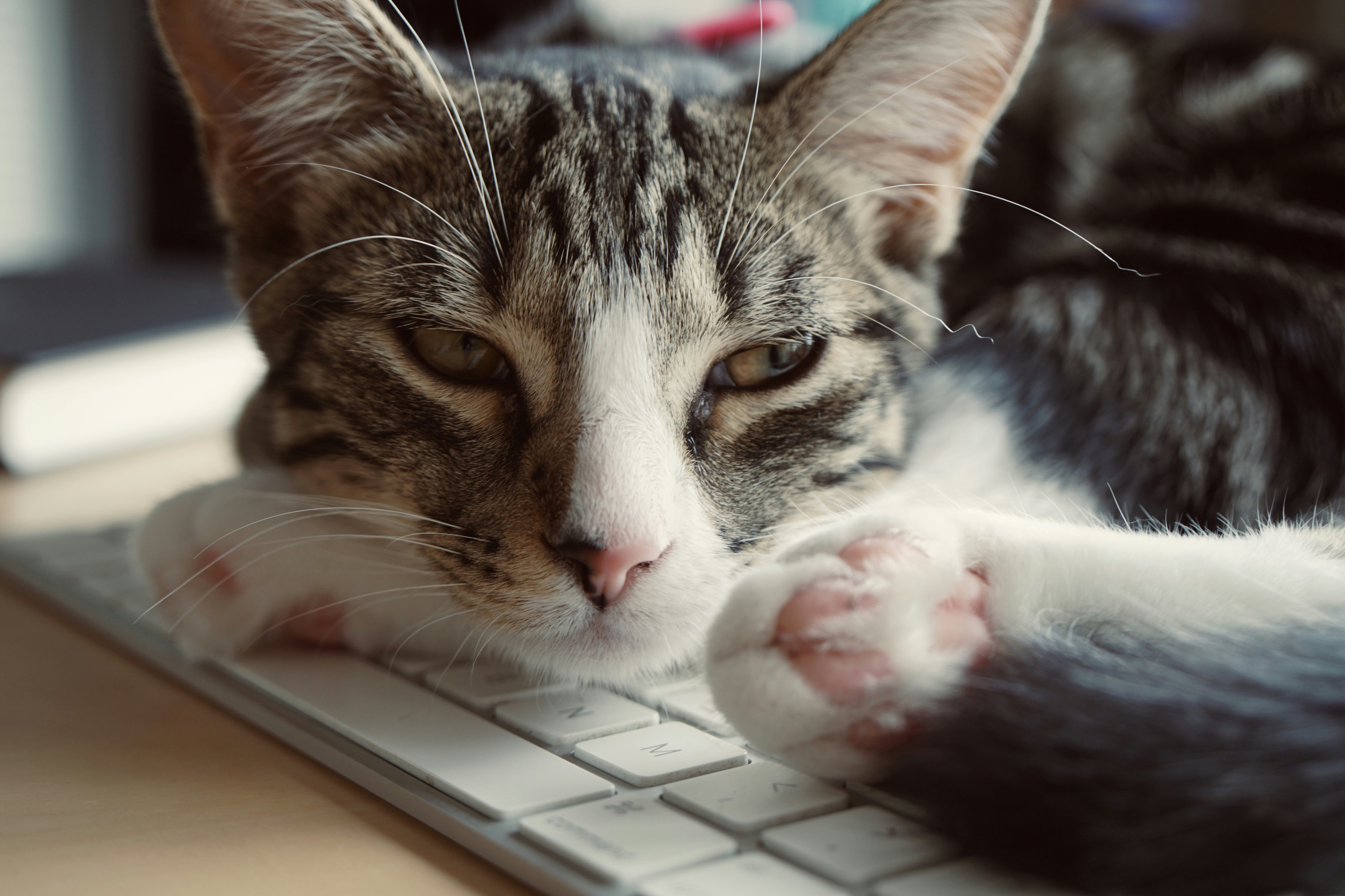 A cat that is laying down on a keyboard