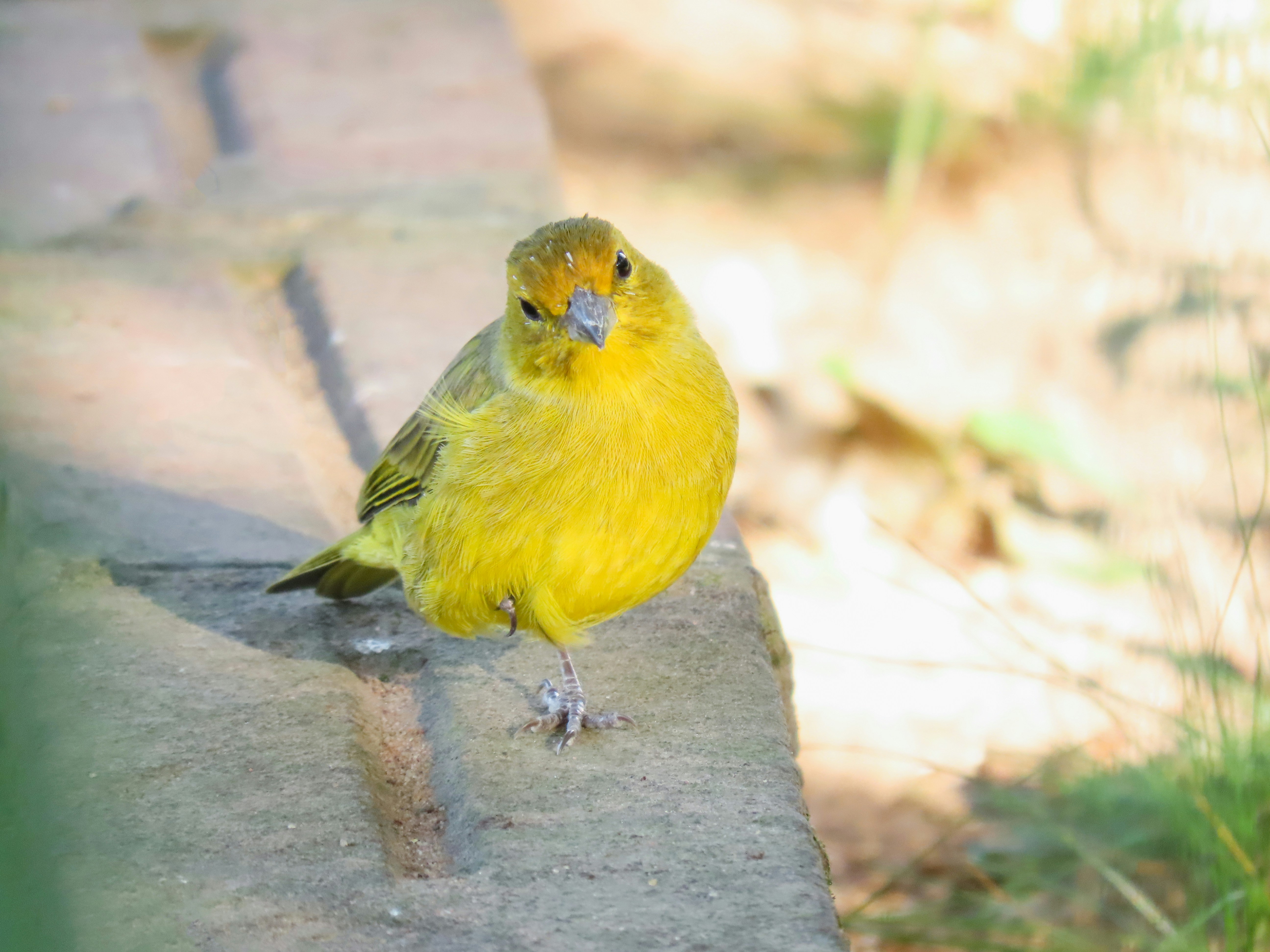 Що відбувається з XRP і чому його спотовий ETF впав на 20%?