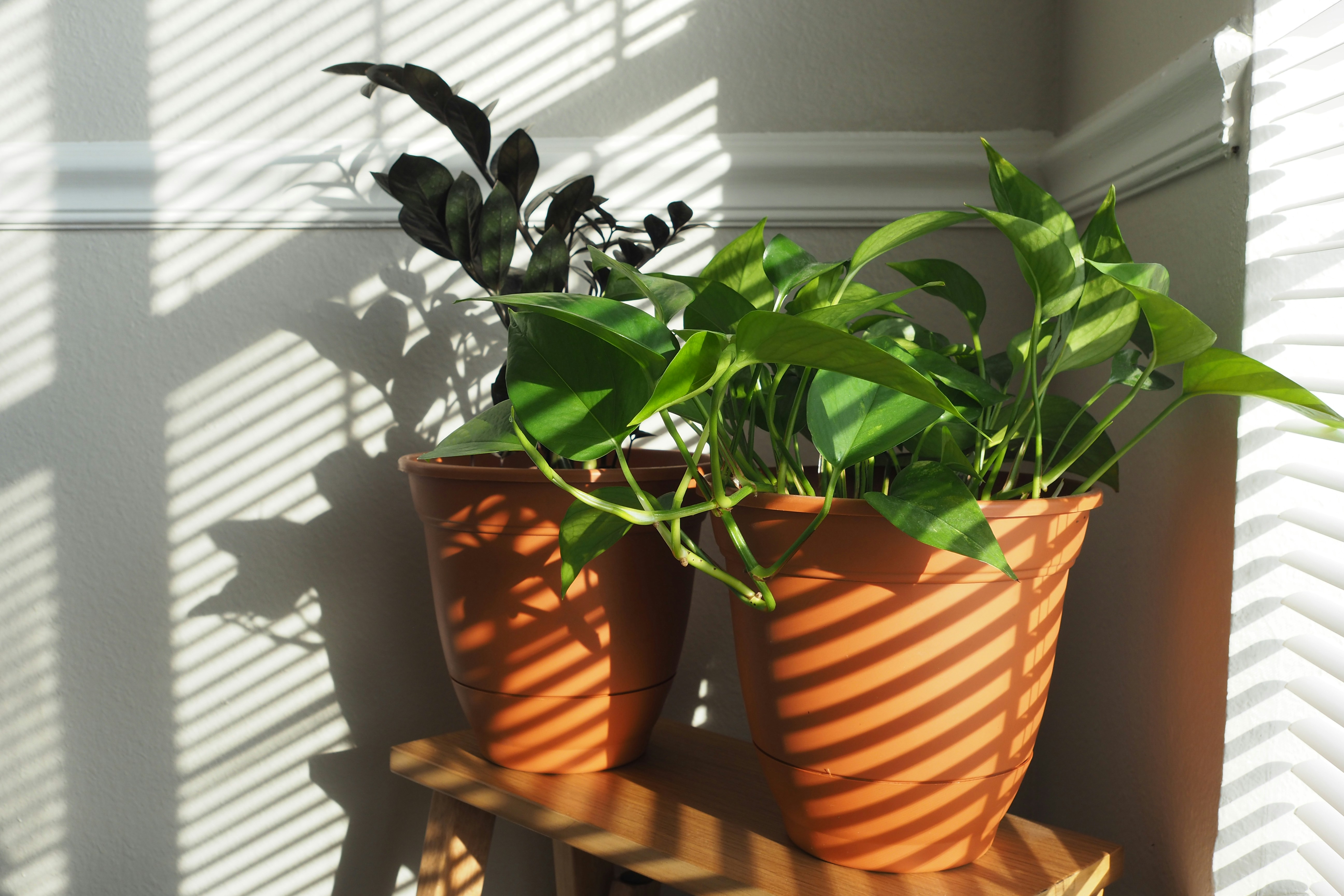 A couple of potted plants sitting on top of a shelf