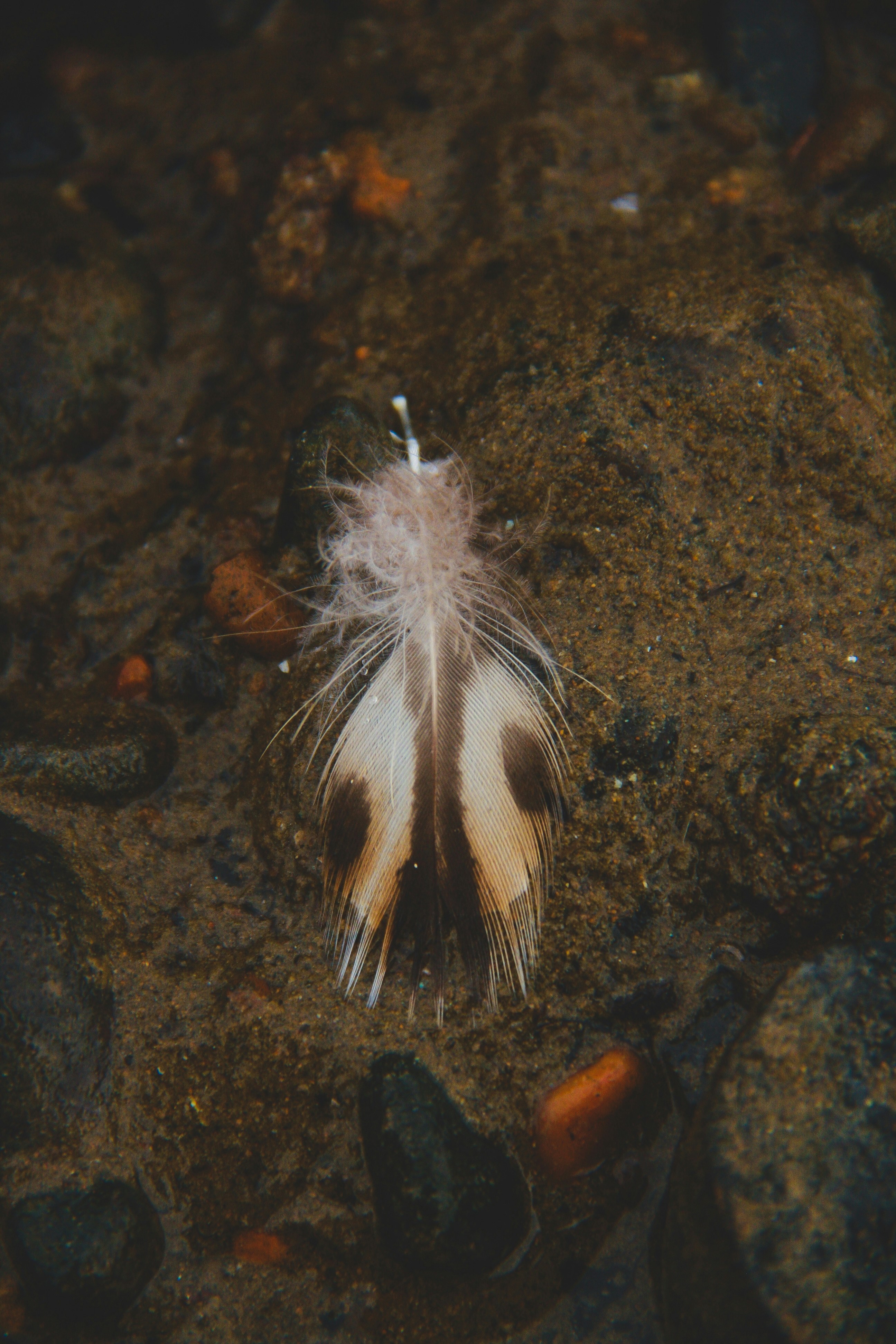 A bird's feather is laying on the ground