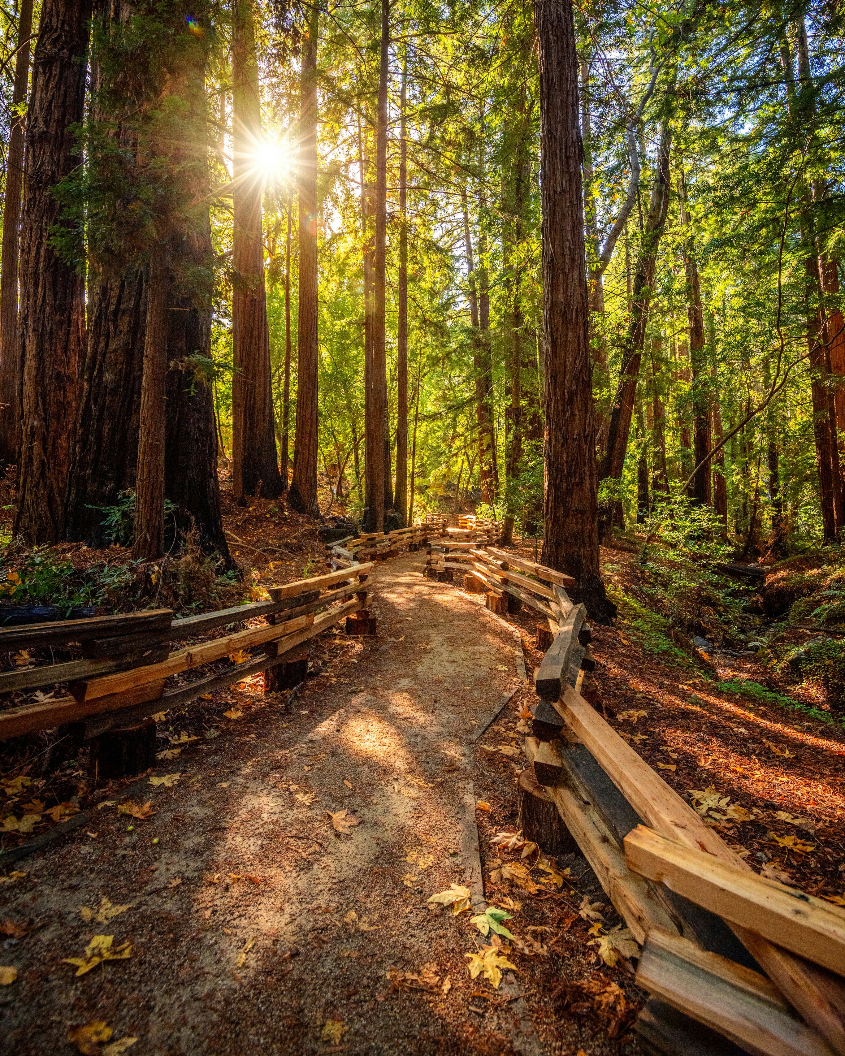 The sun is shining through the trees in the forest