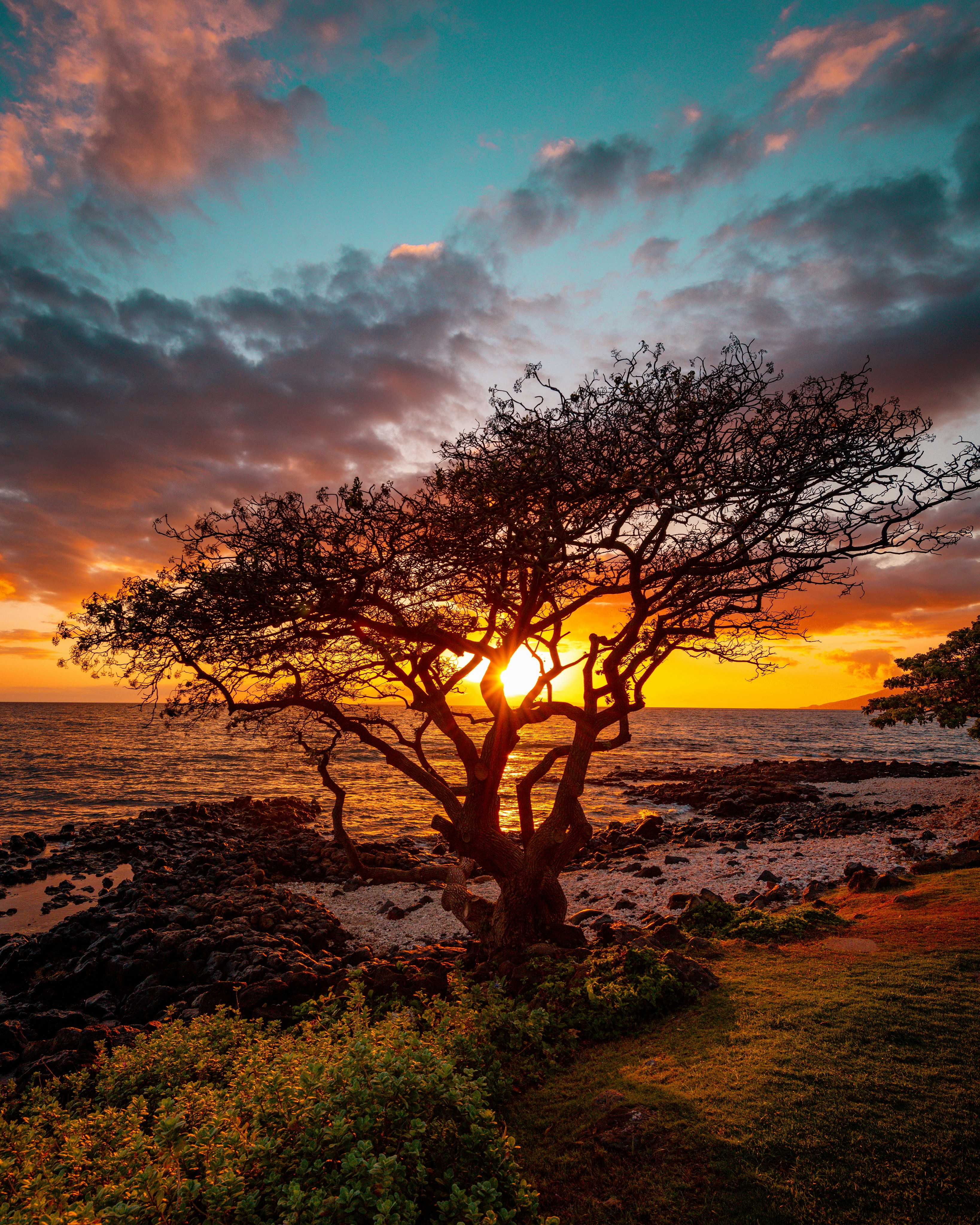 The sun is setting over the ocean with a tree in the foreground