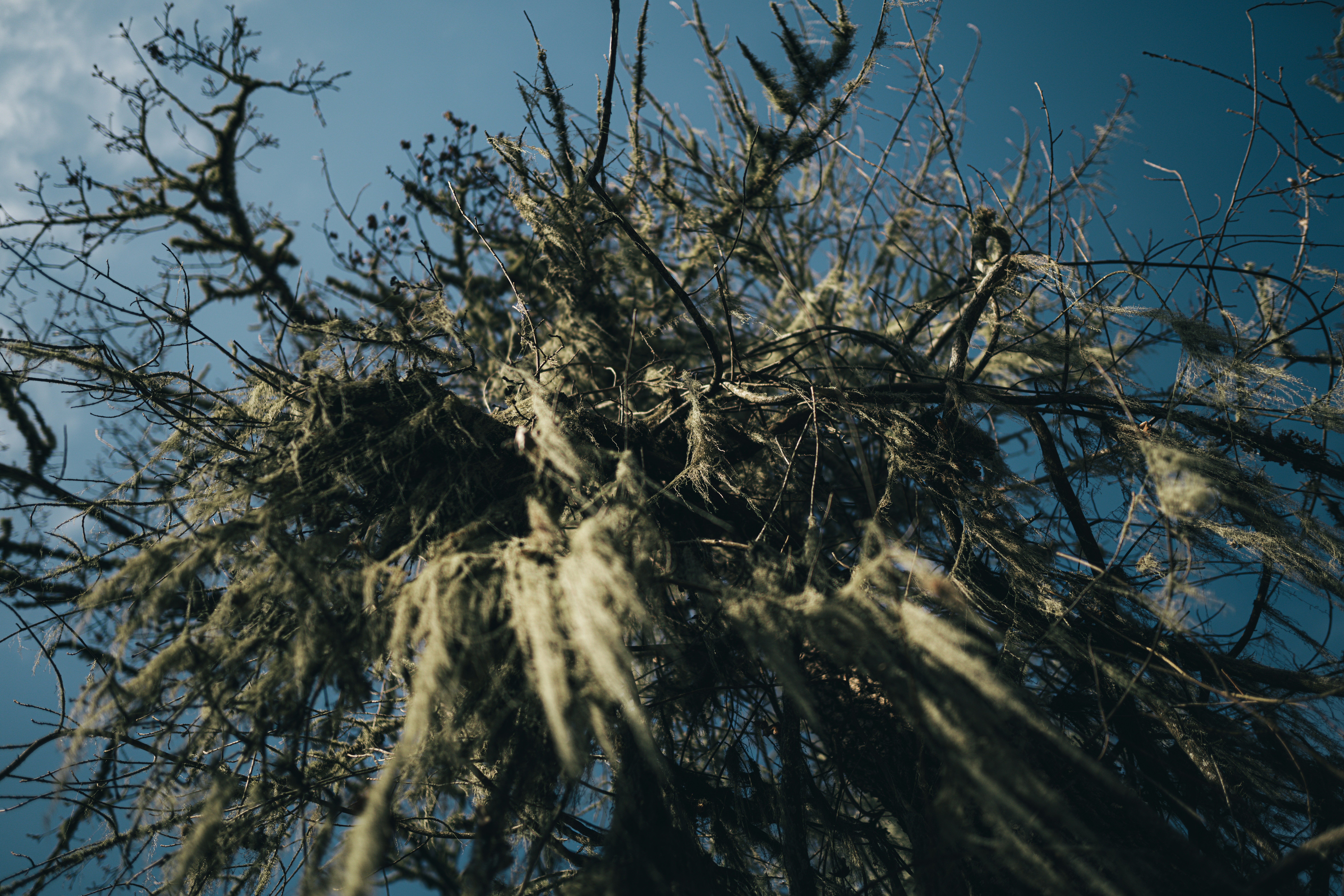 A bird is perched on top of a tree