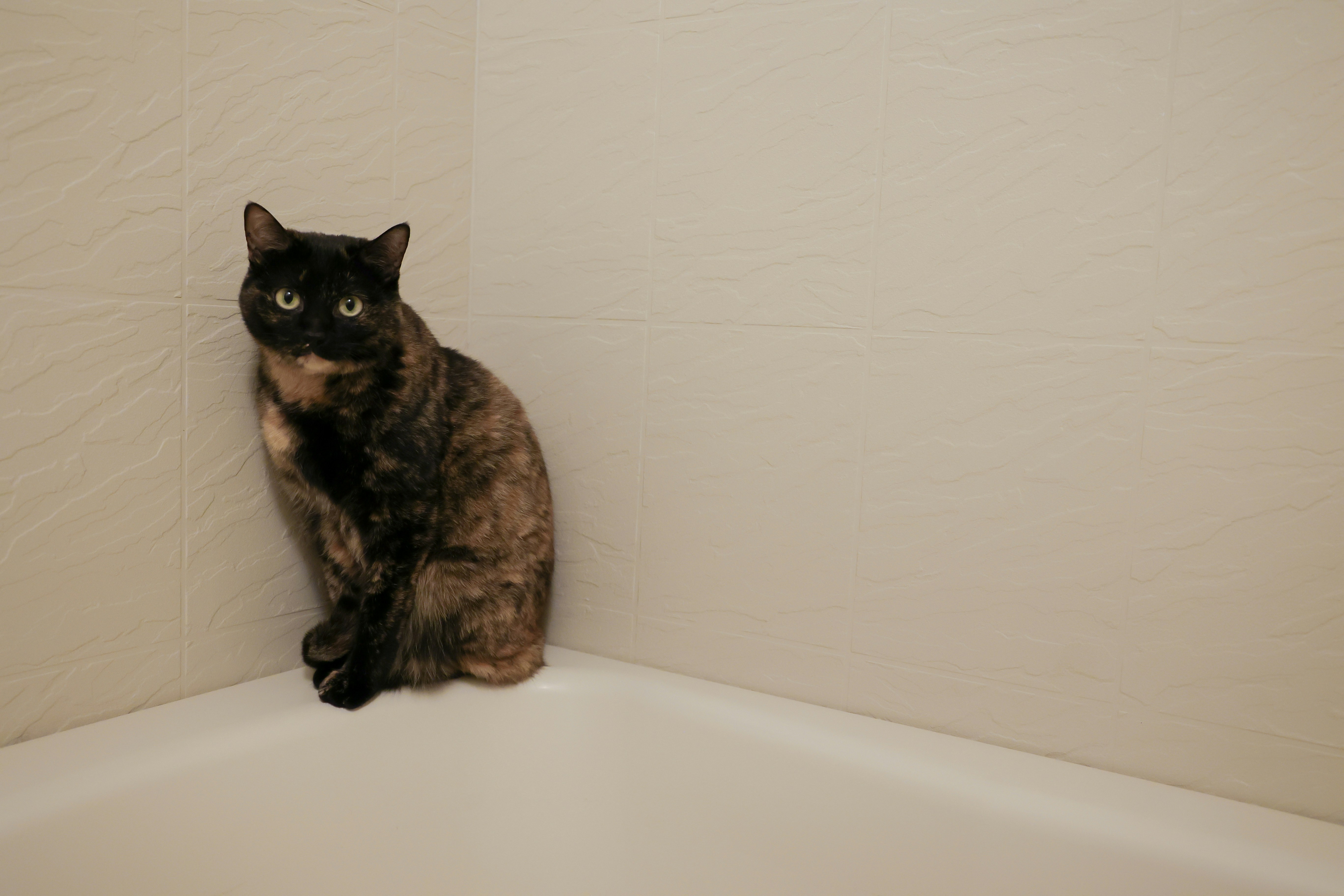 The Overdramatic “Bath Time” Protest (image credits: unsplash)