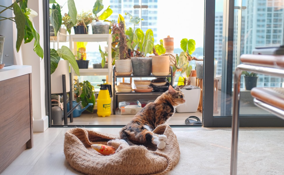 Cozy home setup prepared for new rescue pet