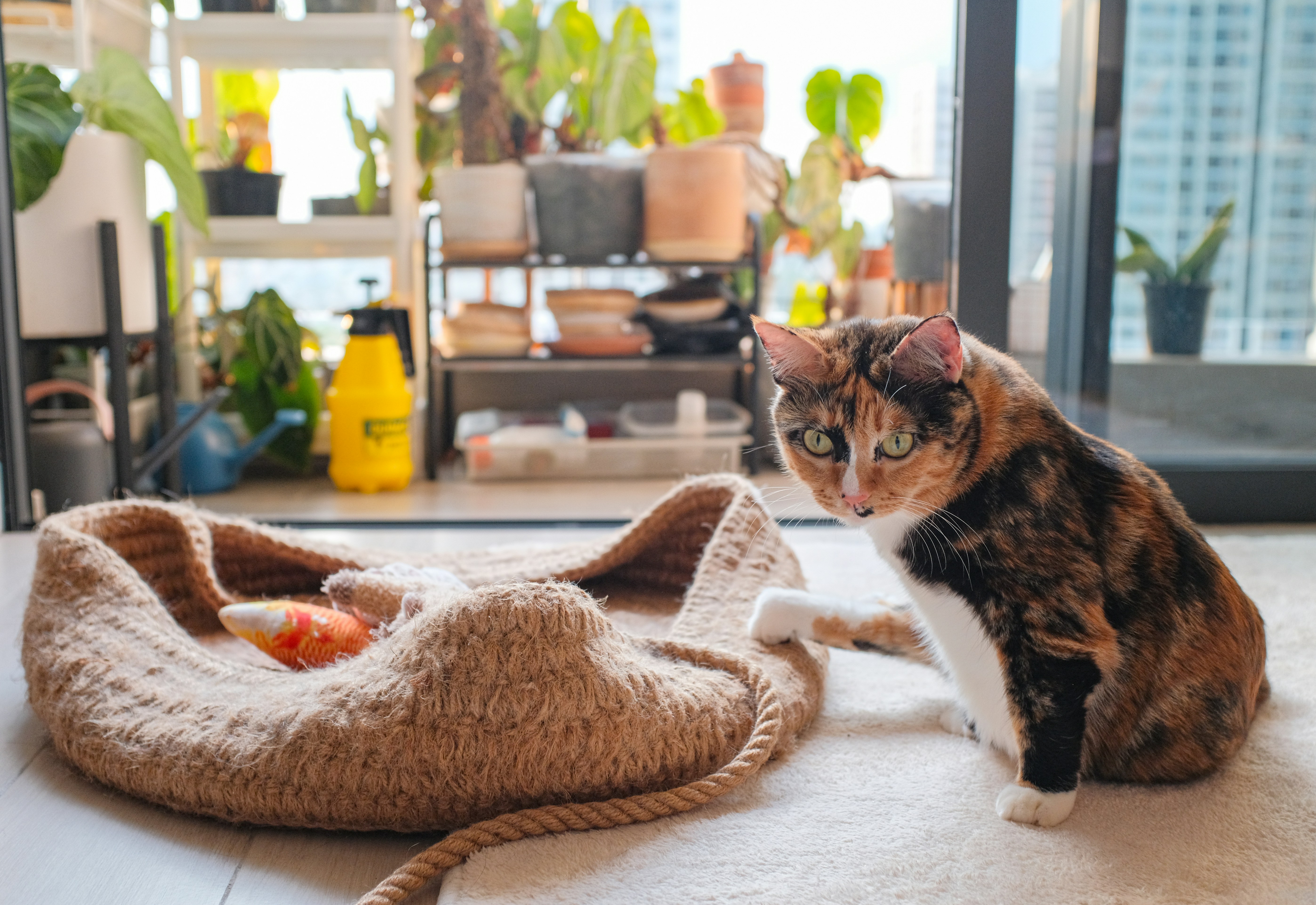 A cat sitting on the floor next to a pair of shoes