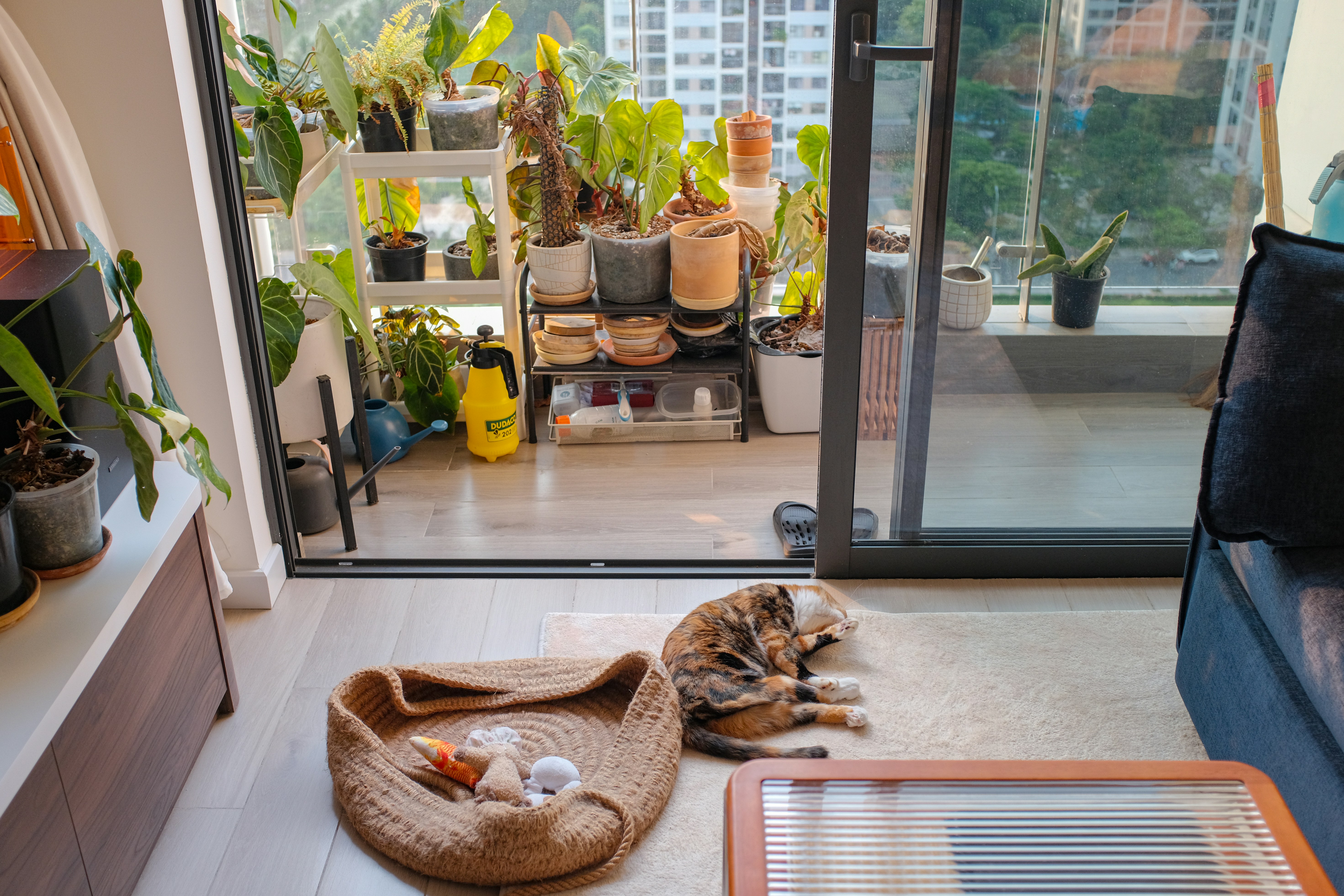 A cat laying on the floor in front of a sliding glass door