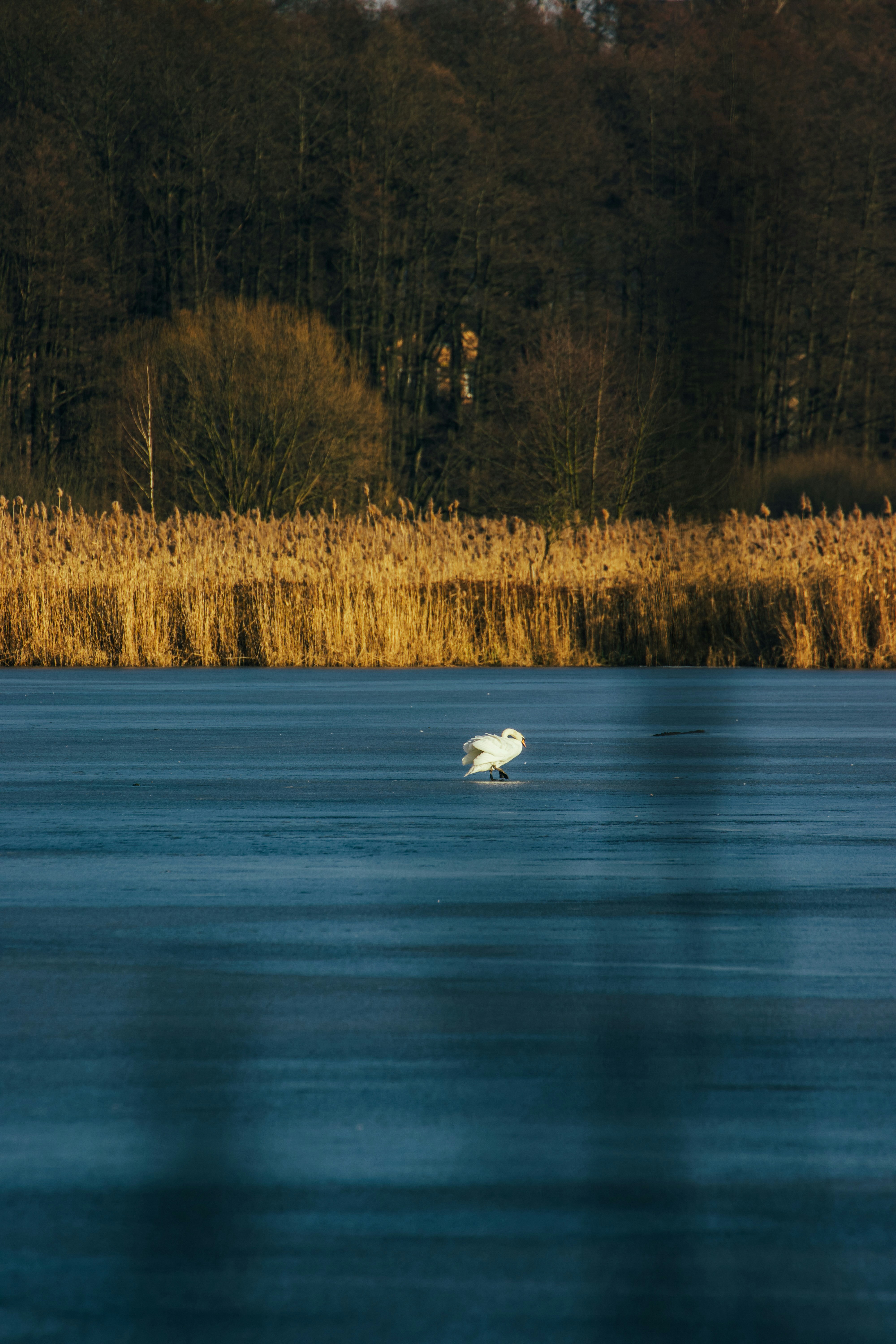 Photo by jakub_neskora