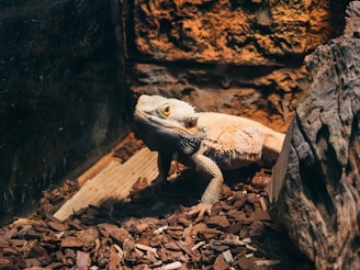 A small lizard sitting on top of a pile of wood