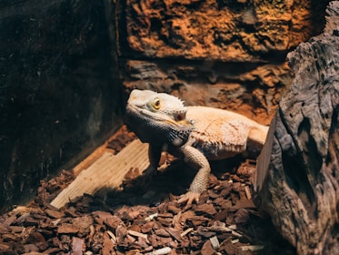A small lizard sitting on top of a pile of wood