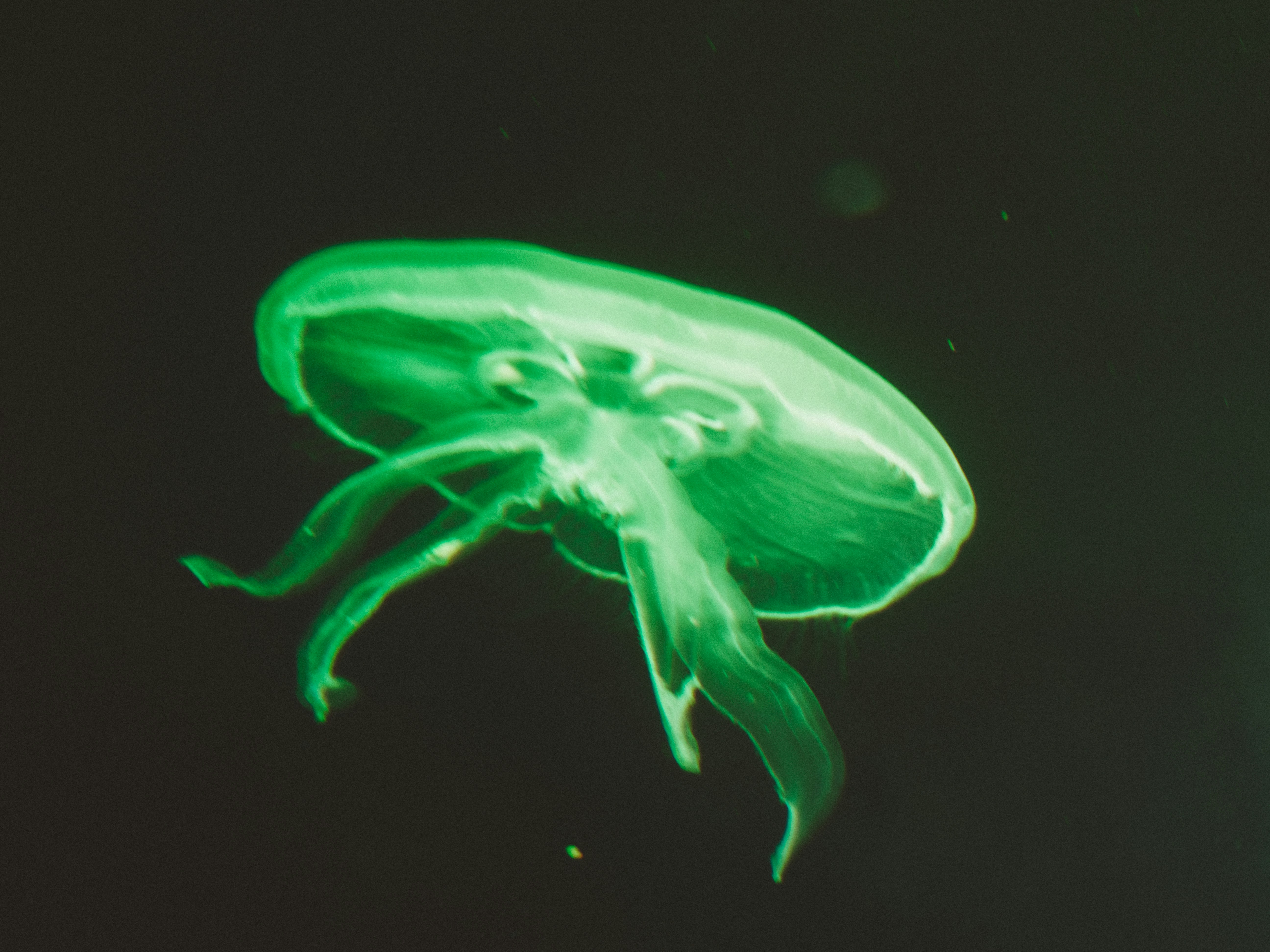 A close up of a jellyfish on a black background