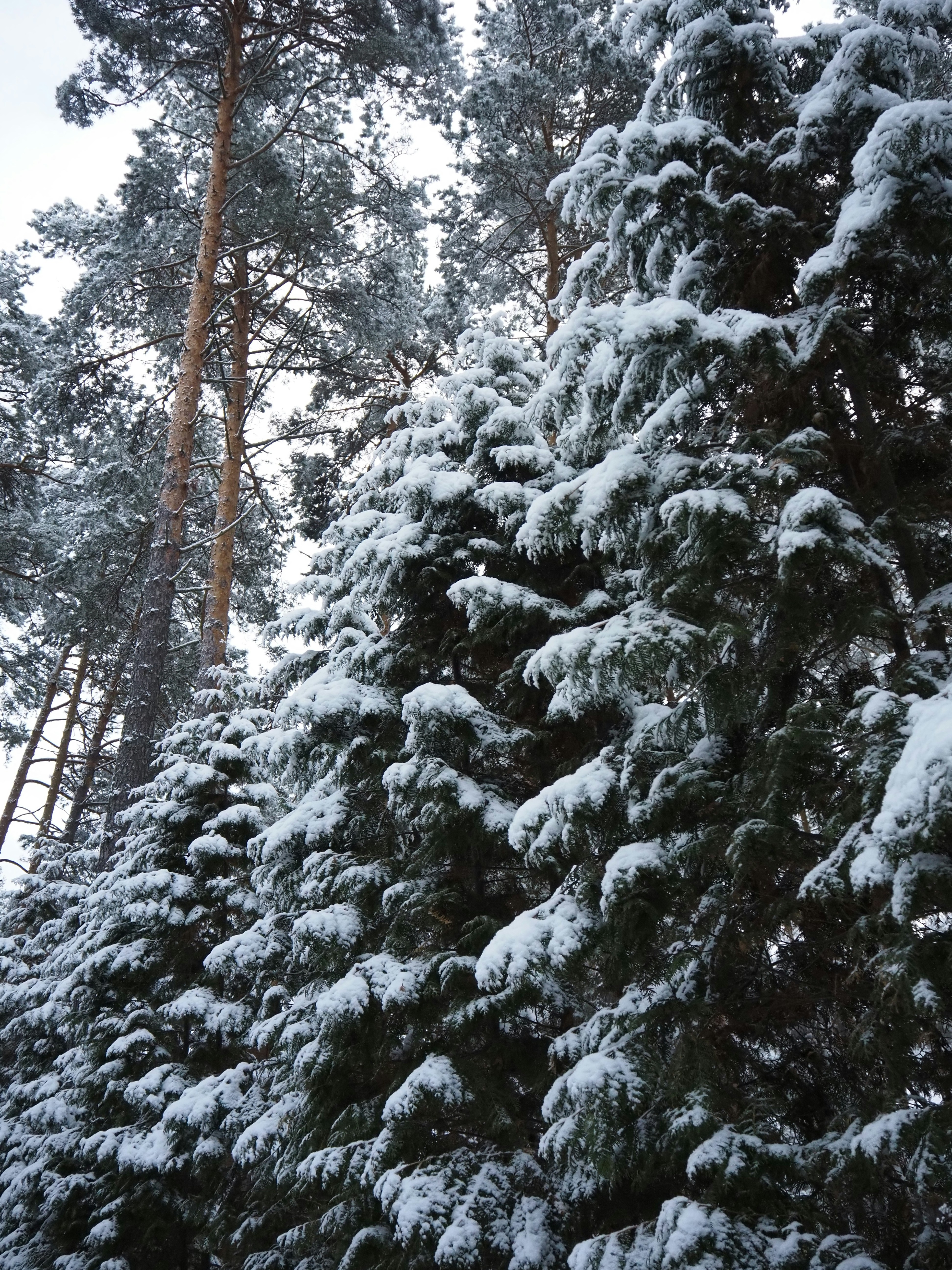 A snow covered pine tree in a forest