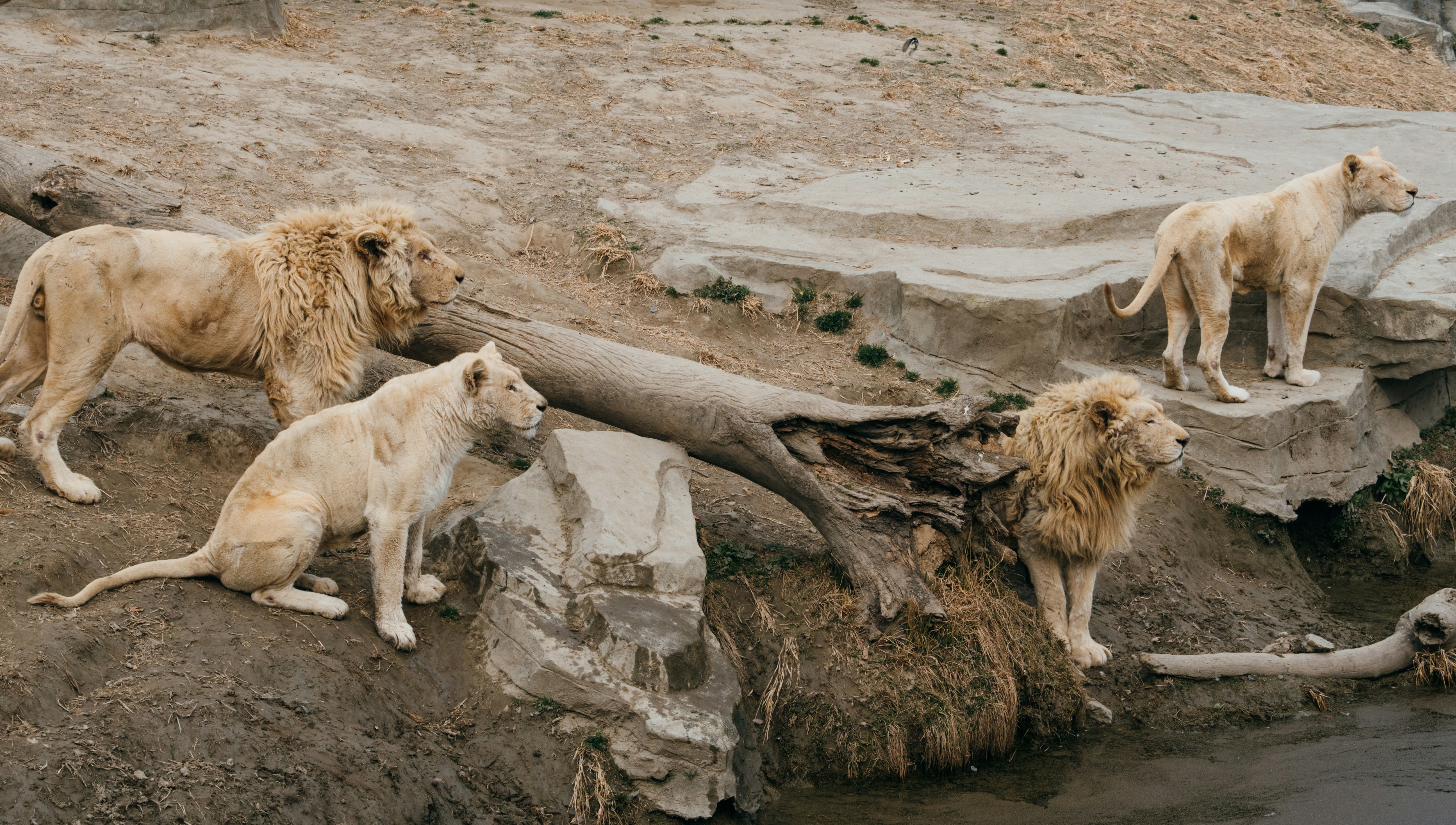A group of lions standing on a rock next to a body of water
