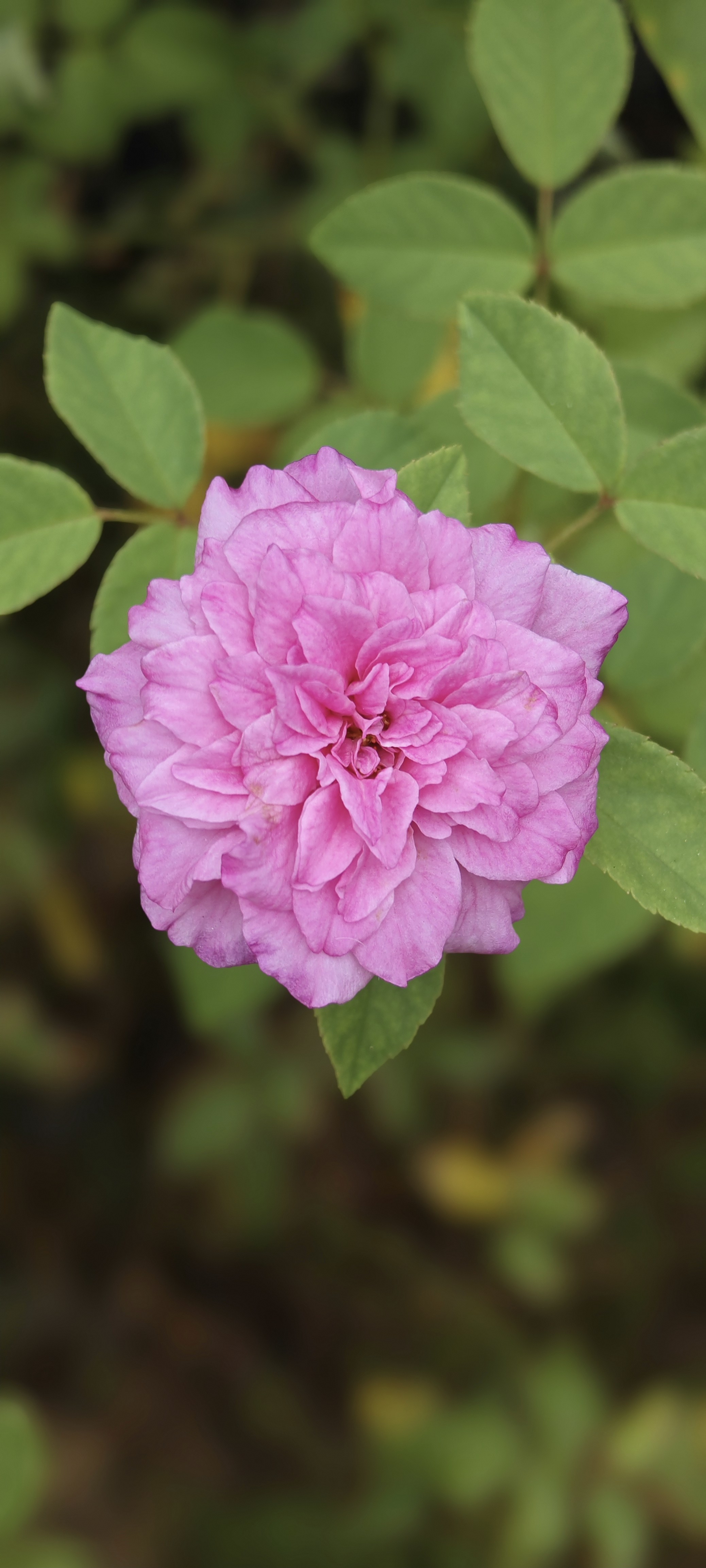 Photo by shahee_hashi