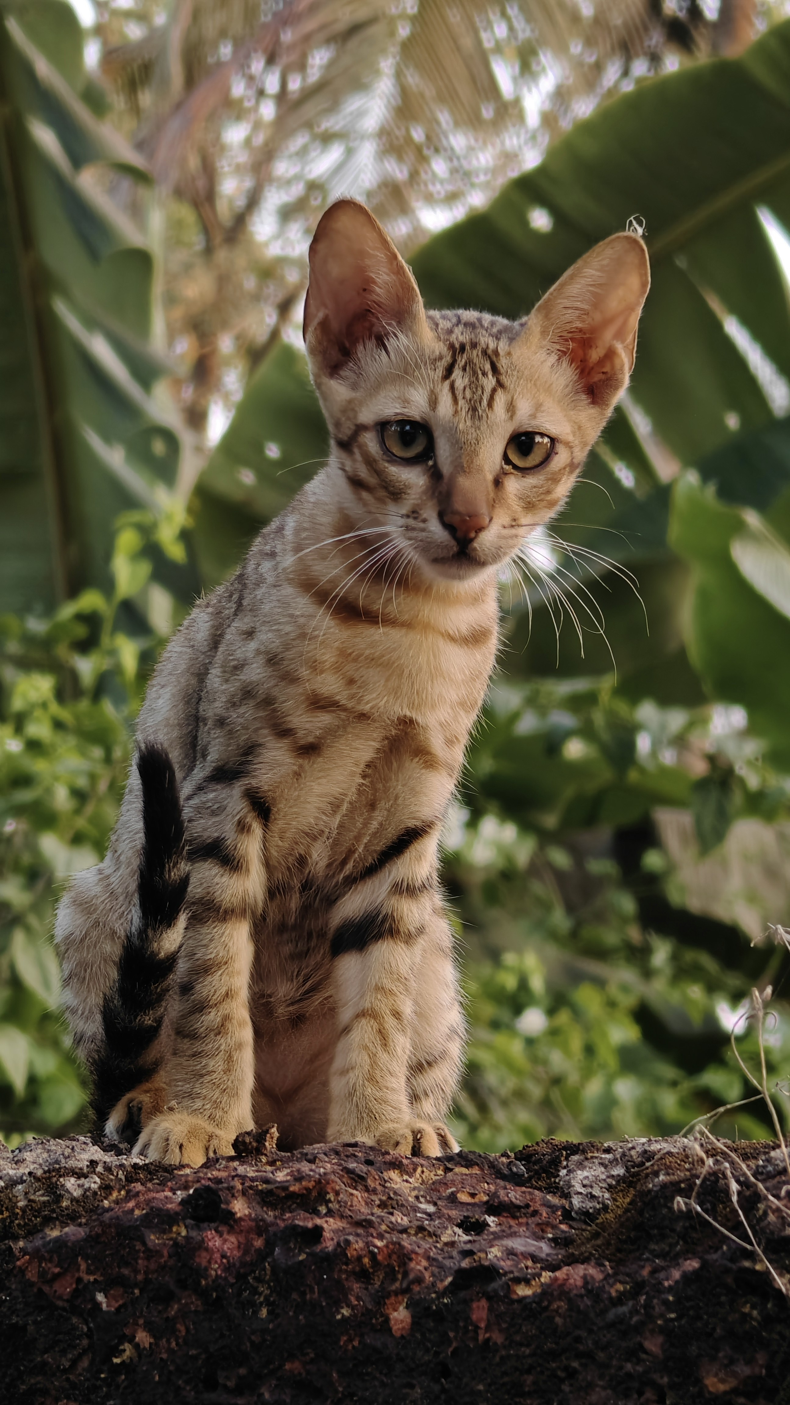 Grumpy Cat's Gentle Cousins (image credits: unsplash)