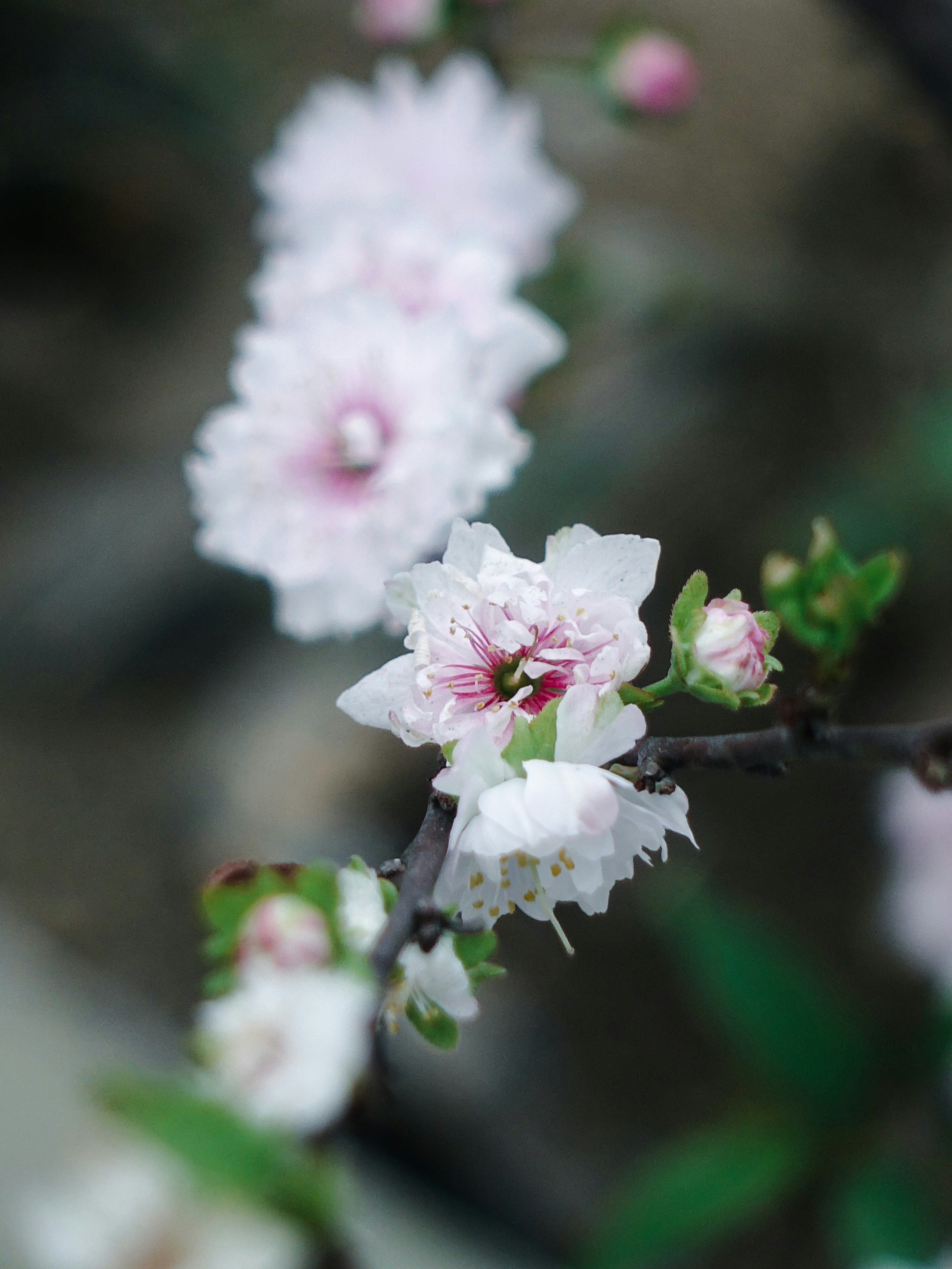 Photo by potatonorim