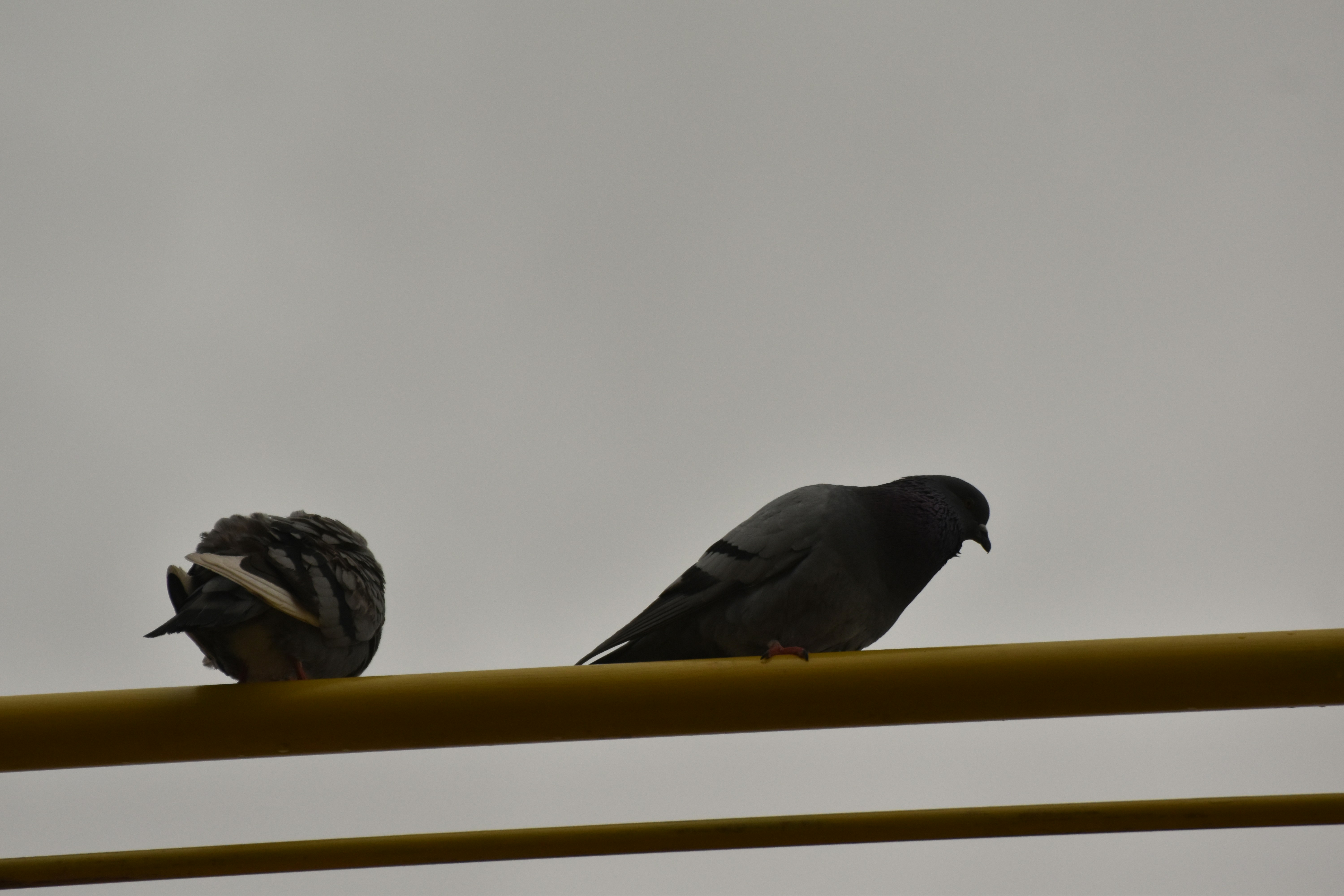 Photo by niloufarmirhadi