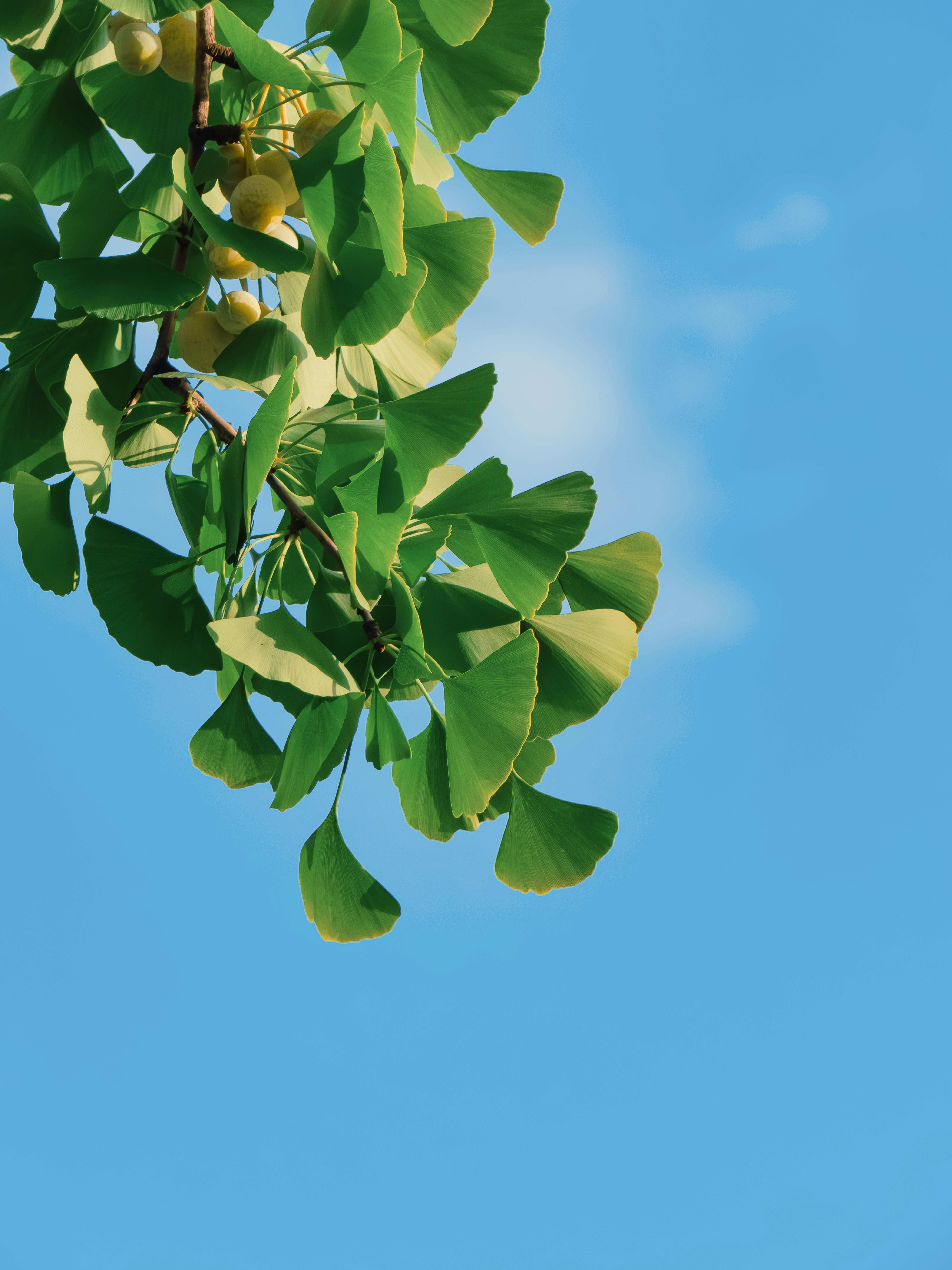 A tree branch with green leaves against a blue sky photo – Free Image ...