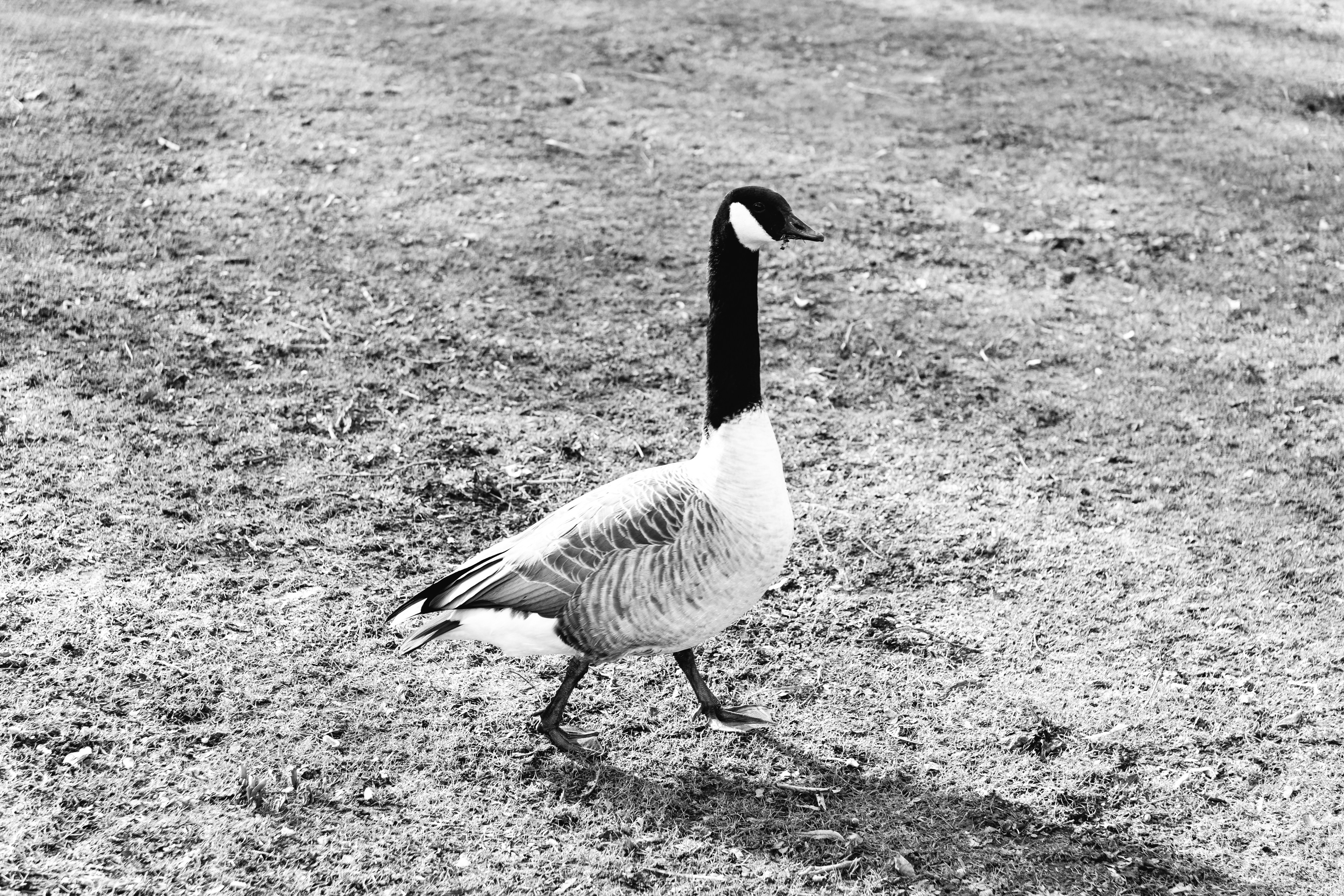 Photo by markuswinkler