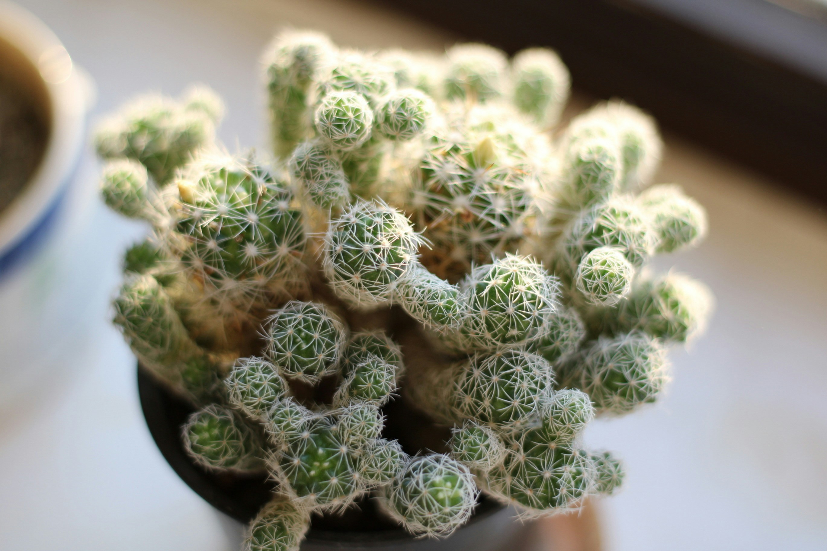 Photo by enamoradaaa