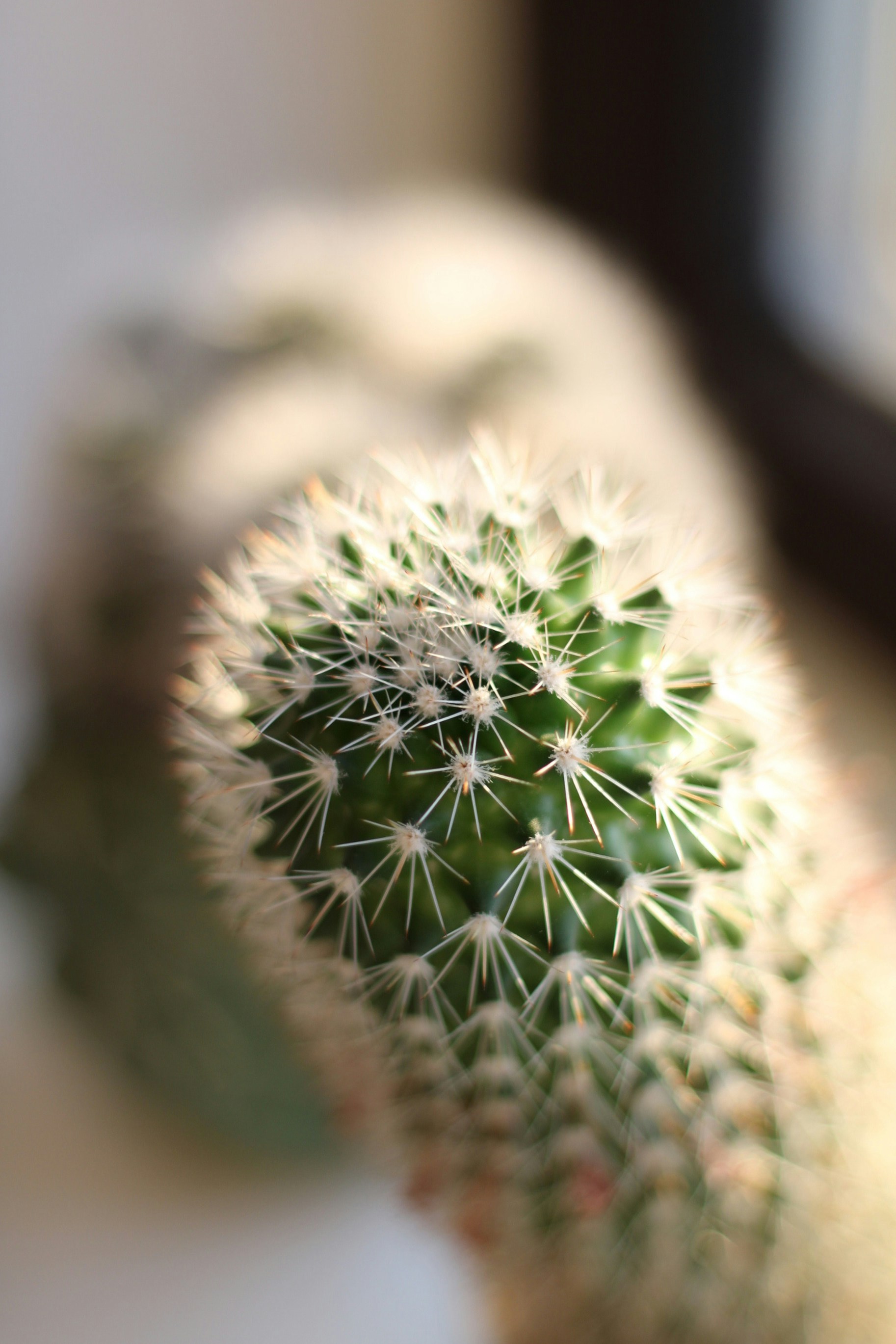 Photo by enamoradaaa