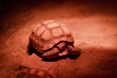 A tortoise crawling on the ground in a dark room