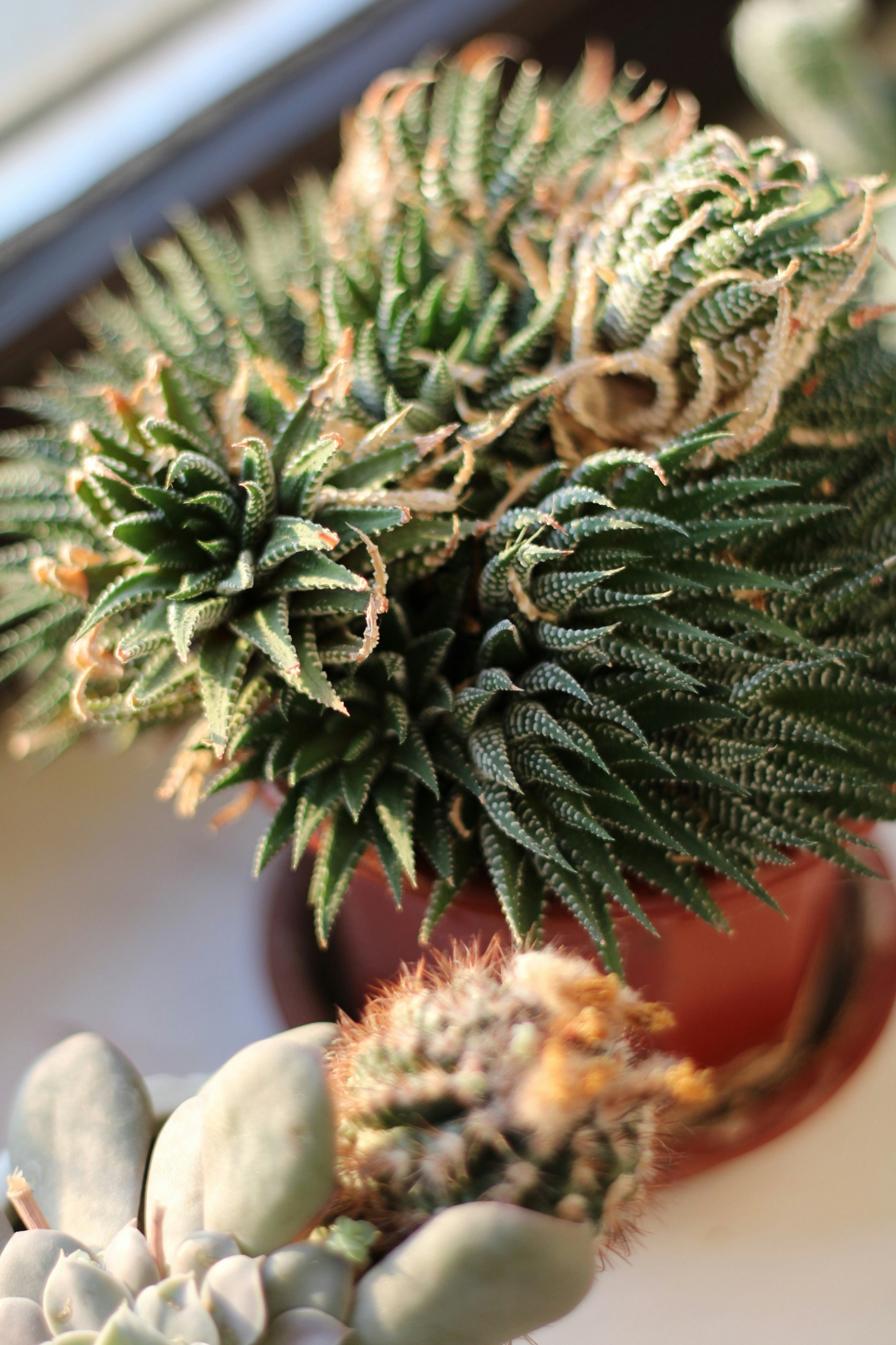 Photo by enamoradaaa