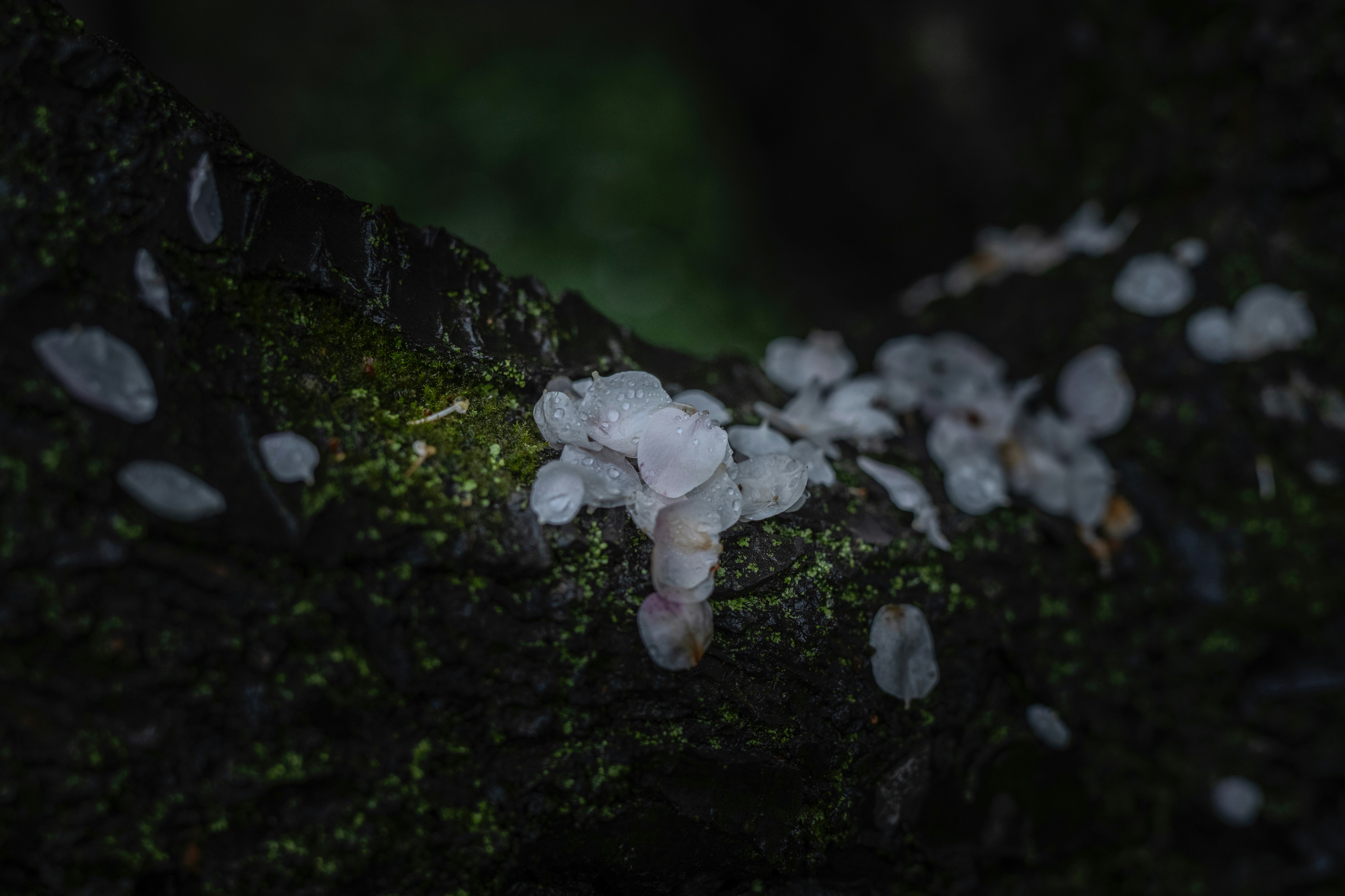 Un primer plano de la rama de un árbol con pequeñas rocas