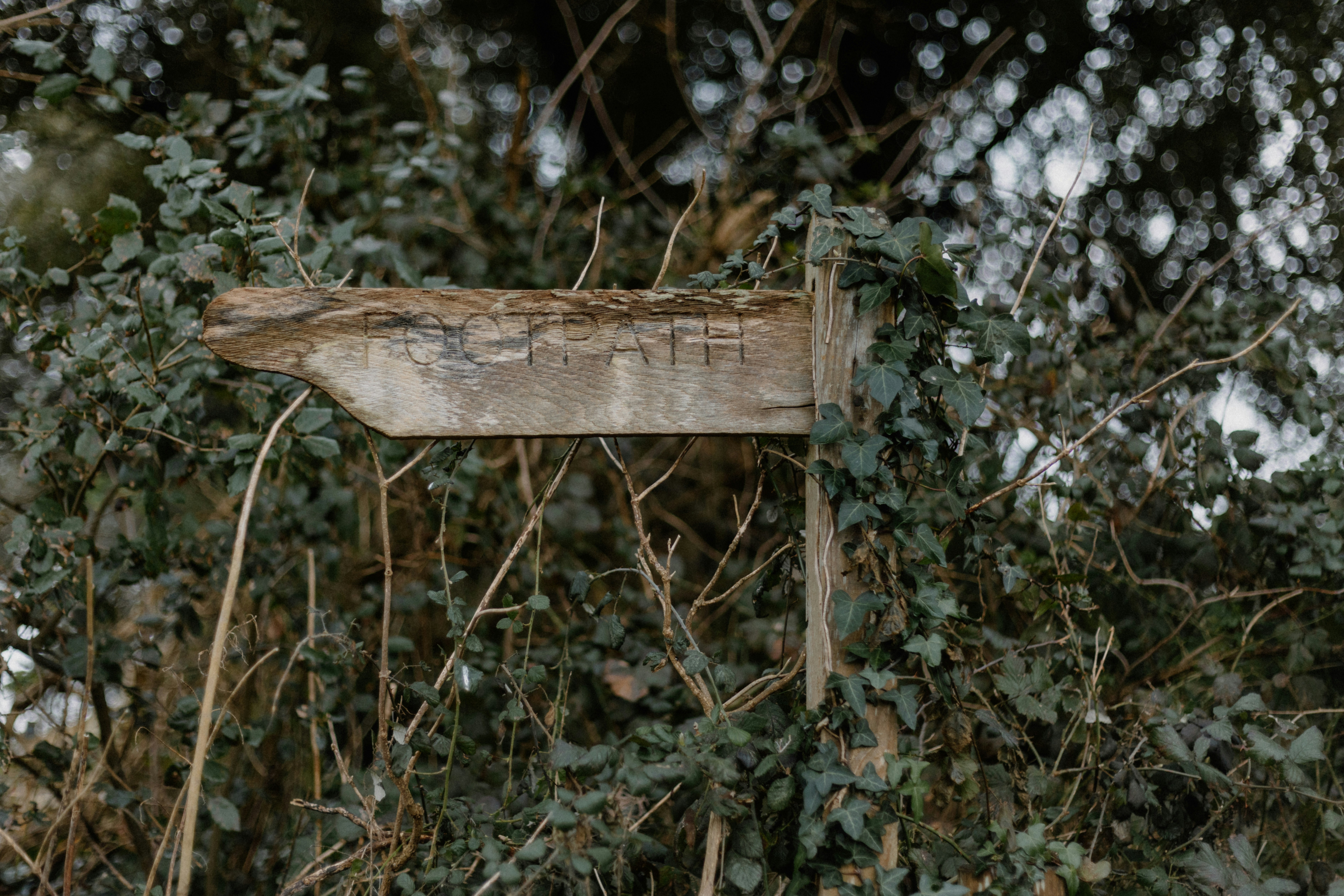 Photo by anniespratt