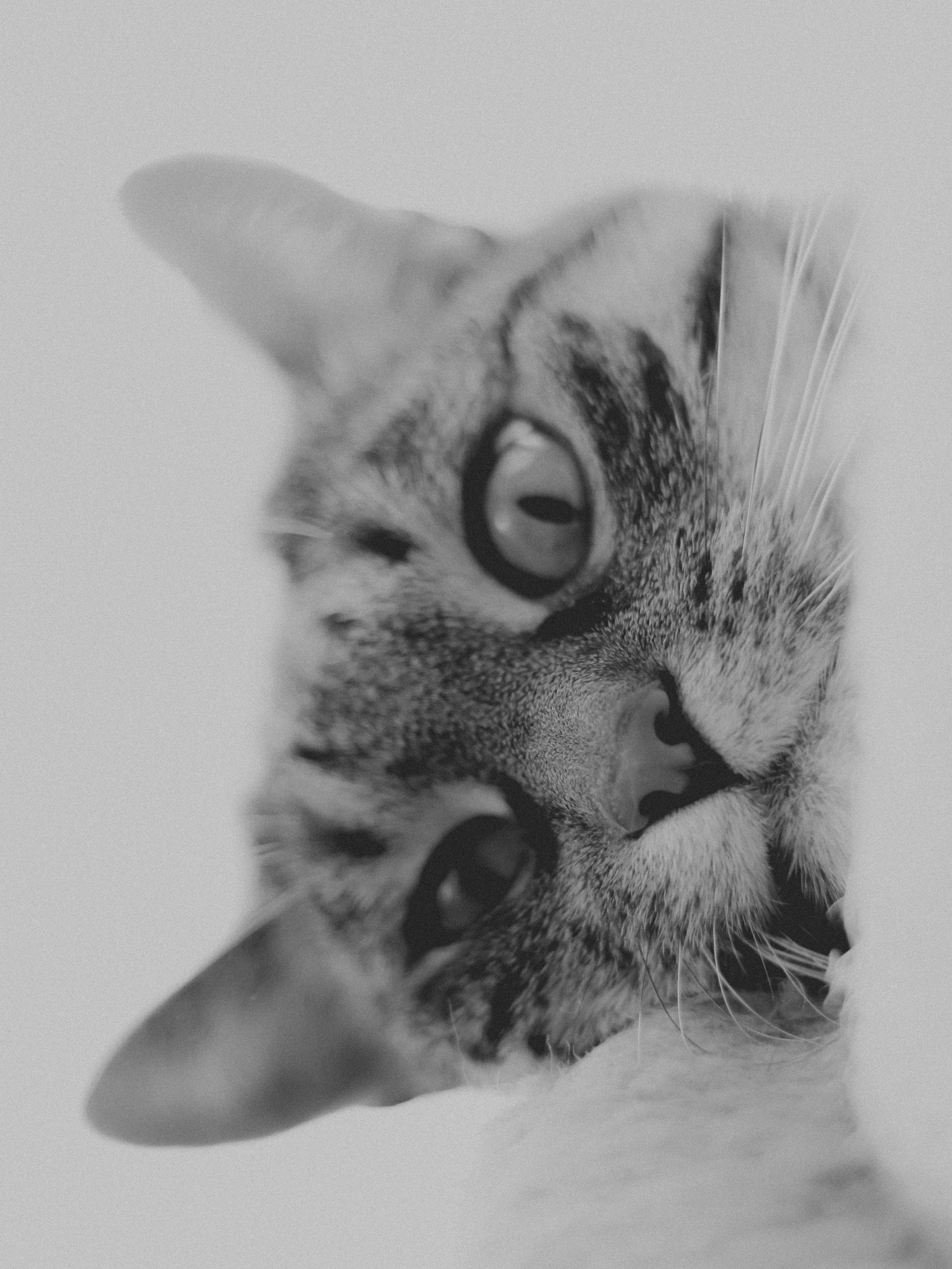 Photo by linusbelanger