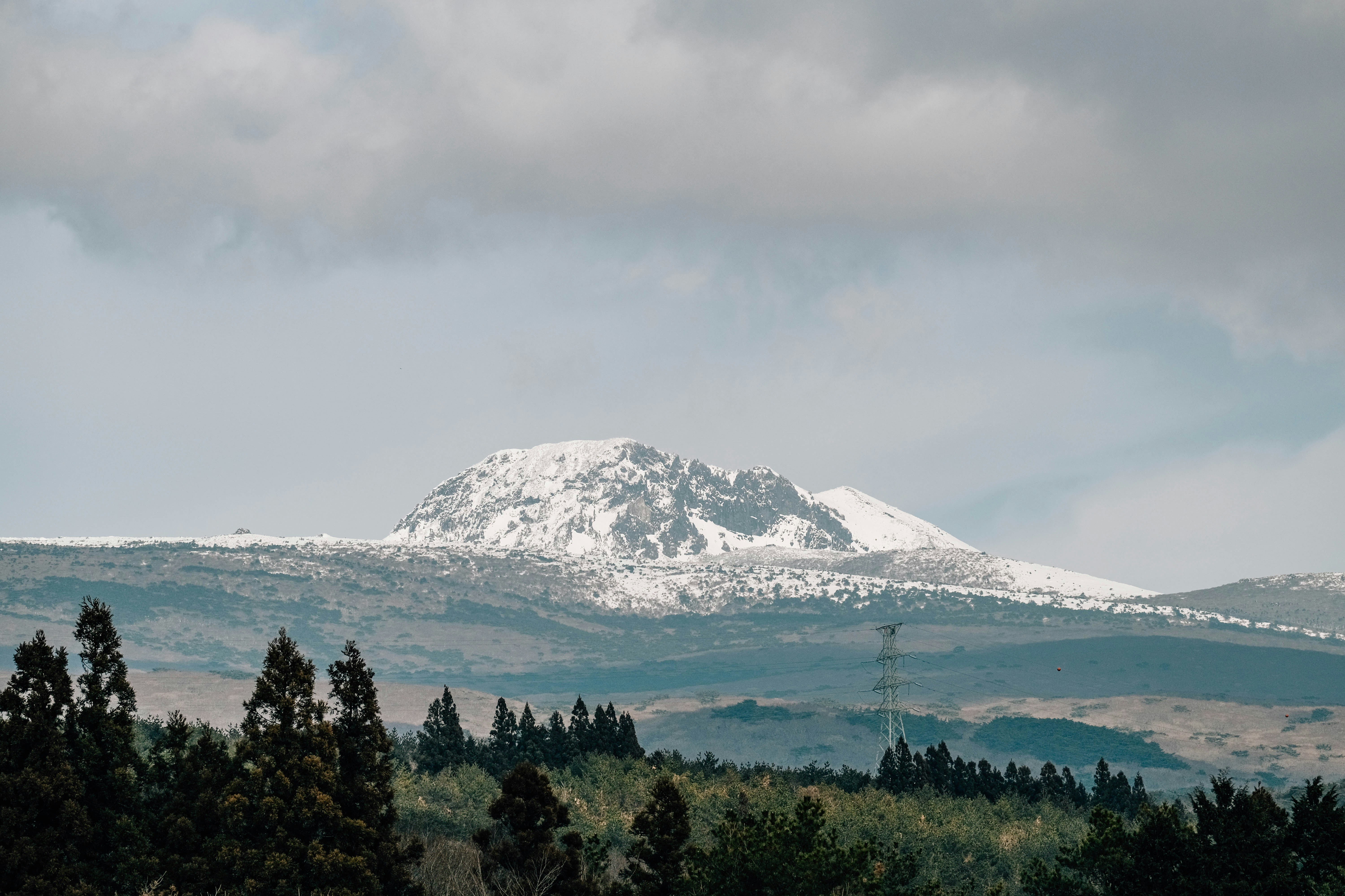 Hallasan snowy peak rising beyond winter trees