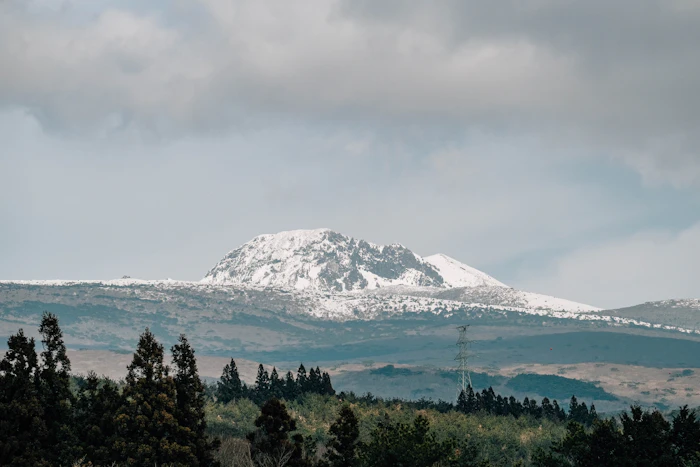 Snow on Hallasan seen beyond a line of pines