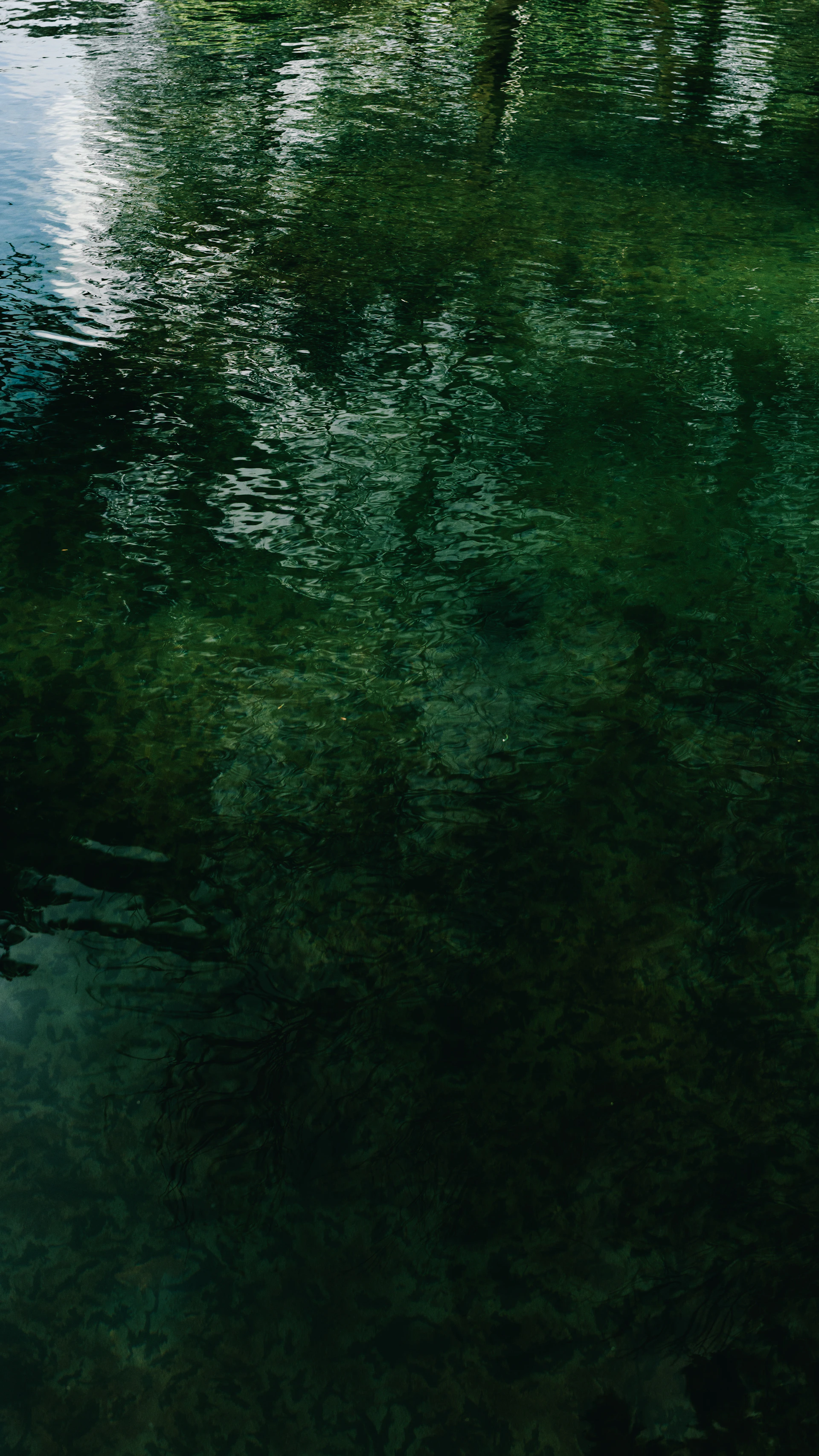 A group of trees that are standing in the water