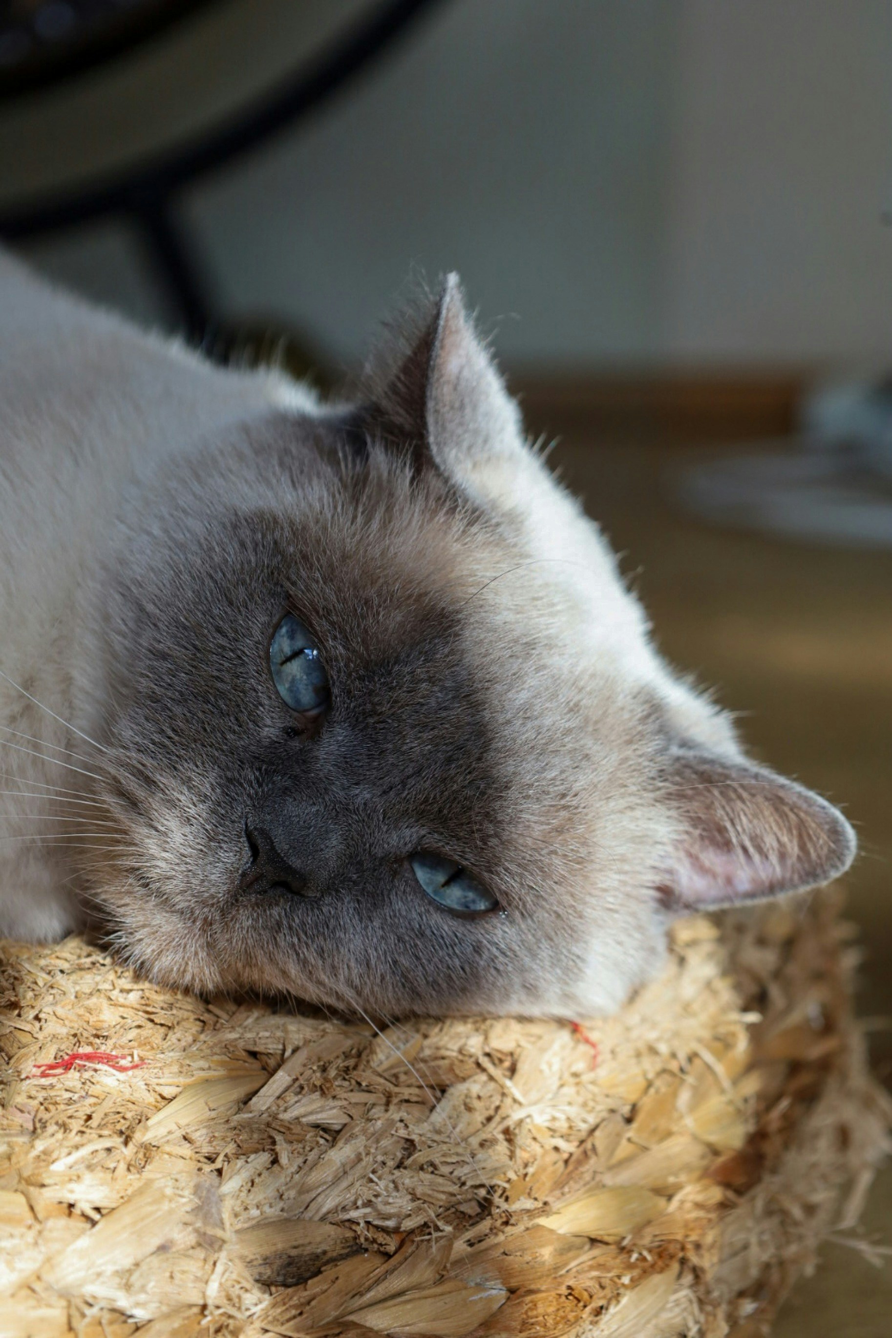 A gray and white cat laying on top of a basket