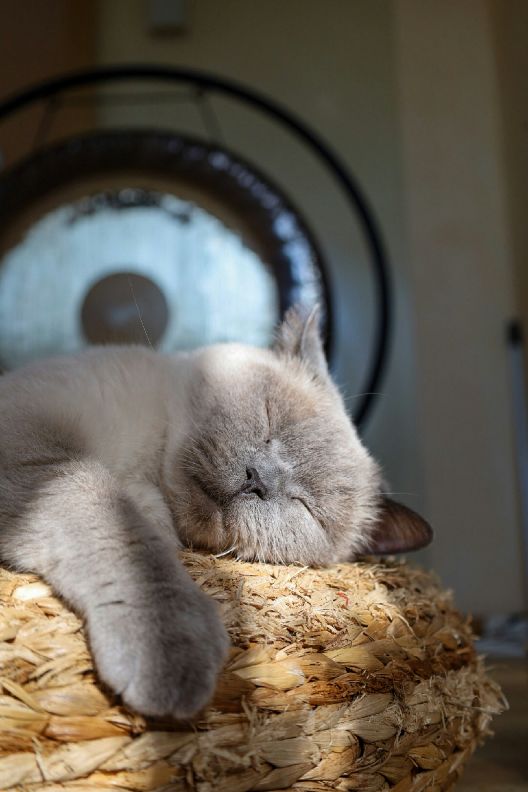 A gray cat sleeping on top of a basket