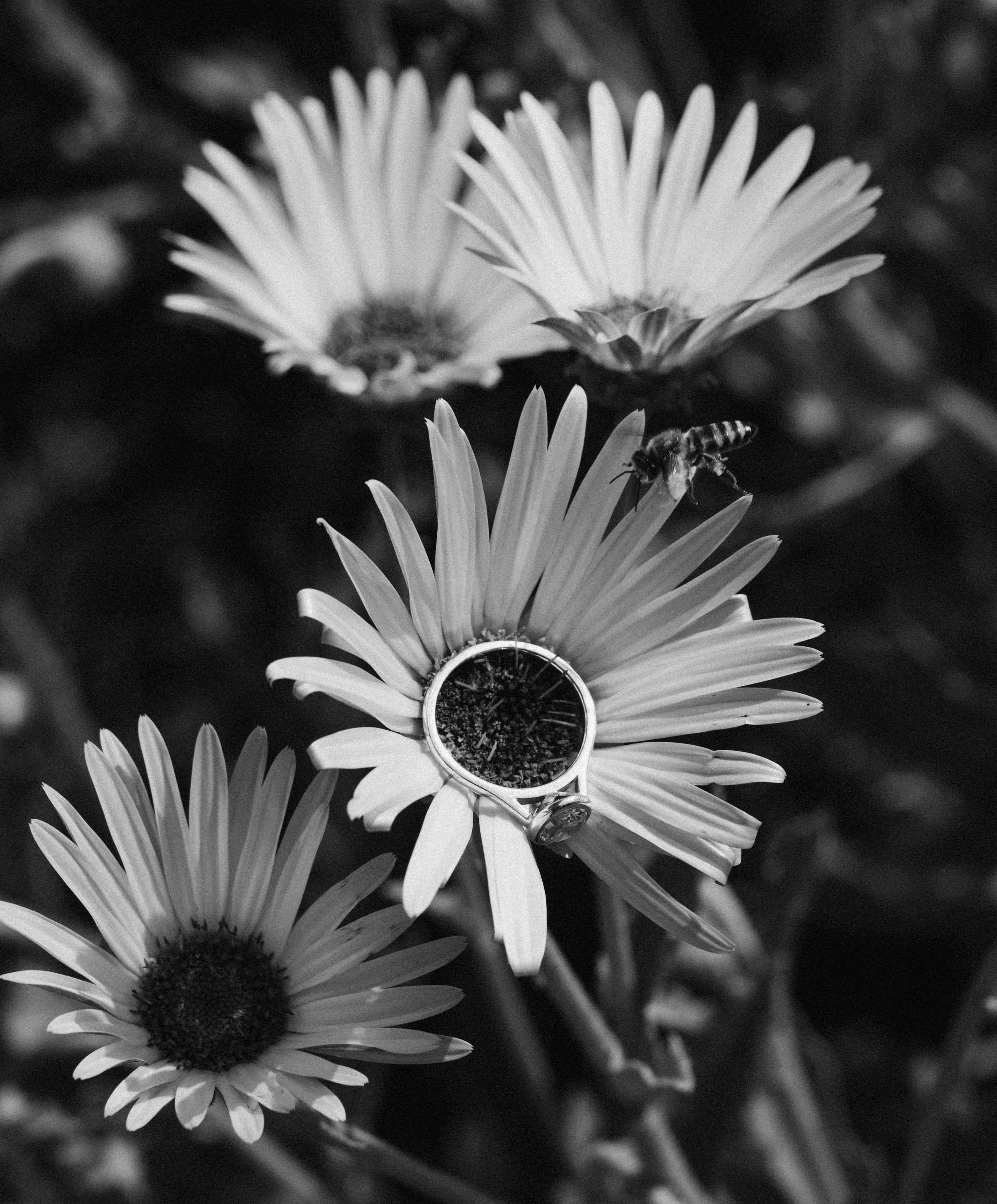 Photo by carlieofthesouthafricanbos