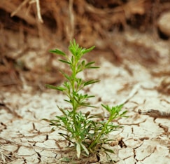 A small plant growing out of the ground