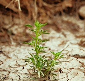 A small plant growing out of the ground