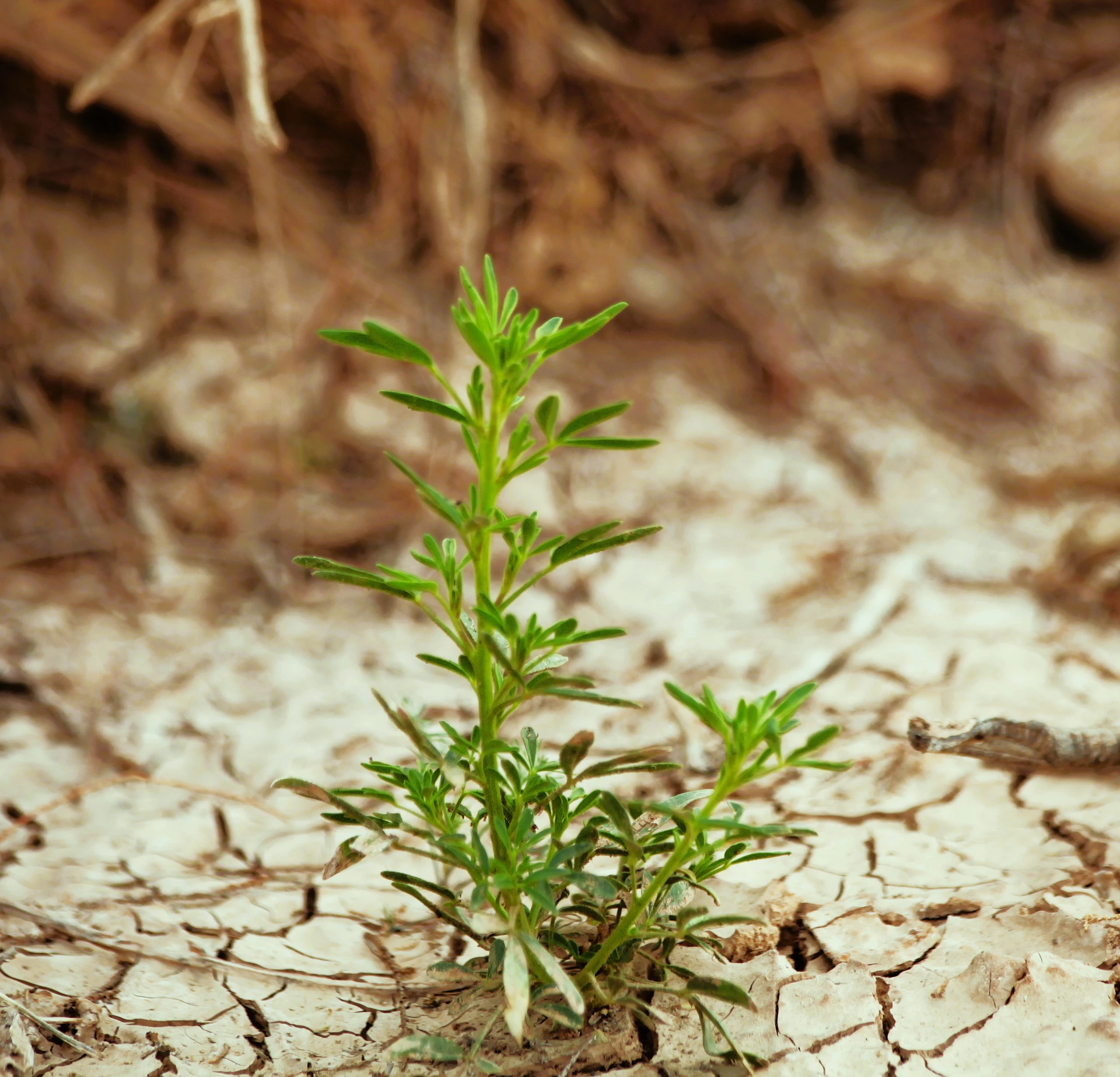 A small plant growing out of the ground
