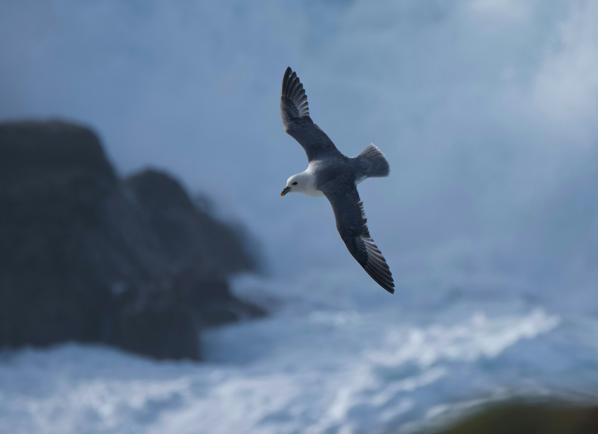 A bird flying over a body of water