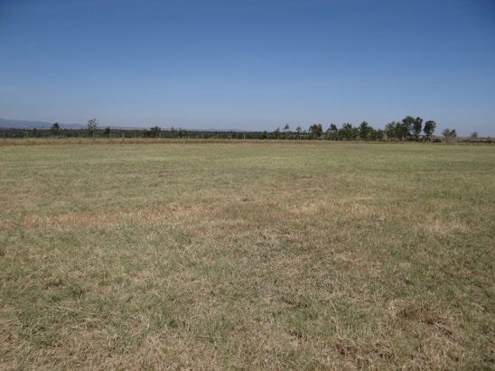A large open field with trees in the distance