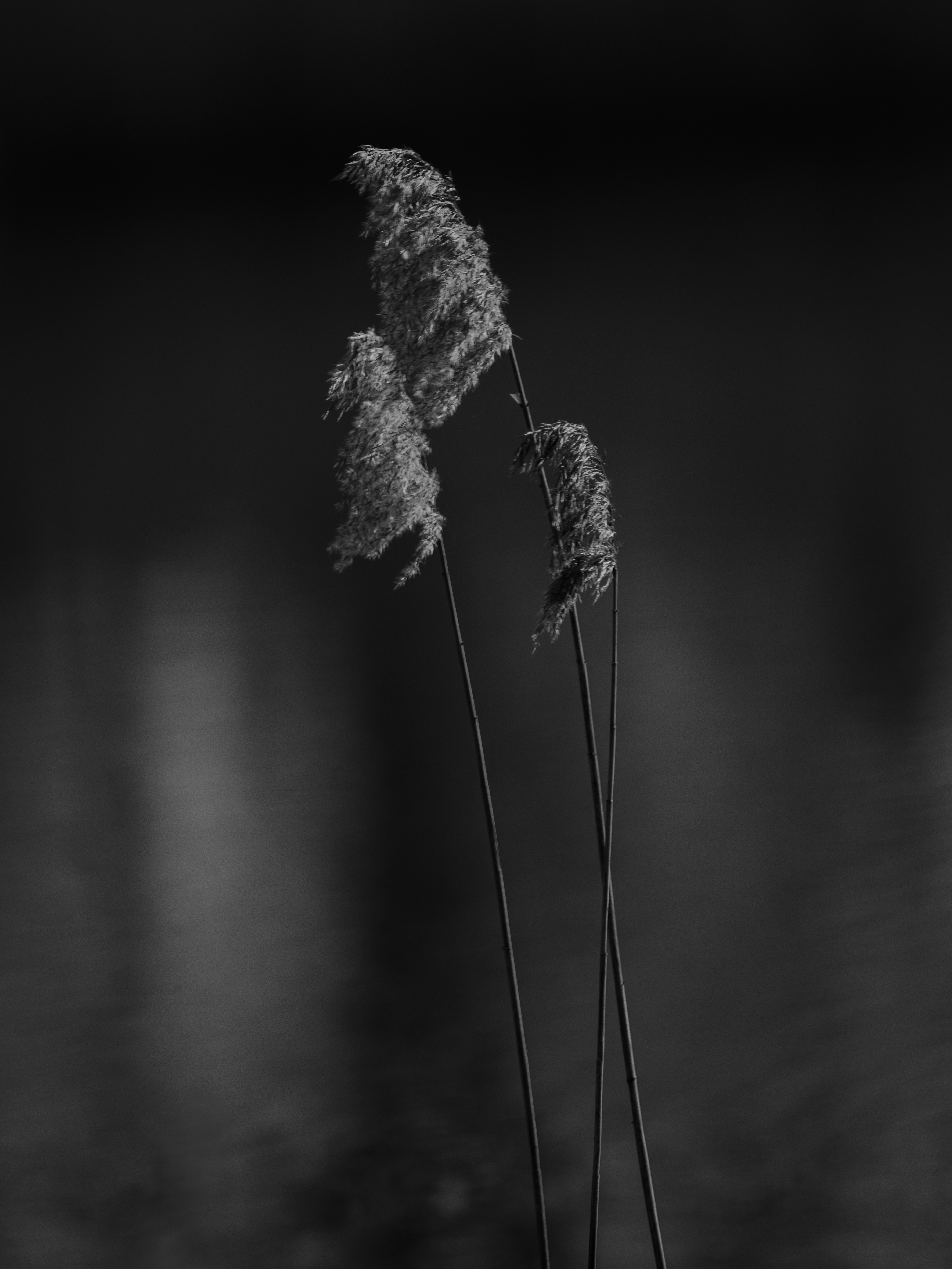 Ein Schwarz-Weiß-Foto von einigen Blumen
