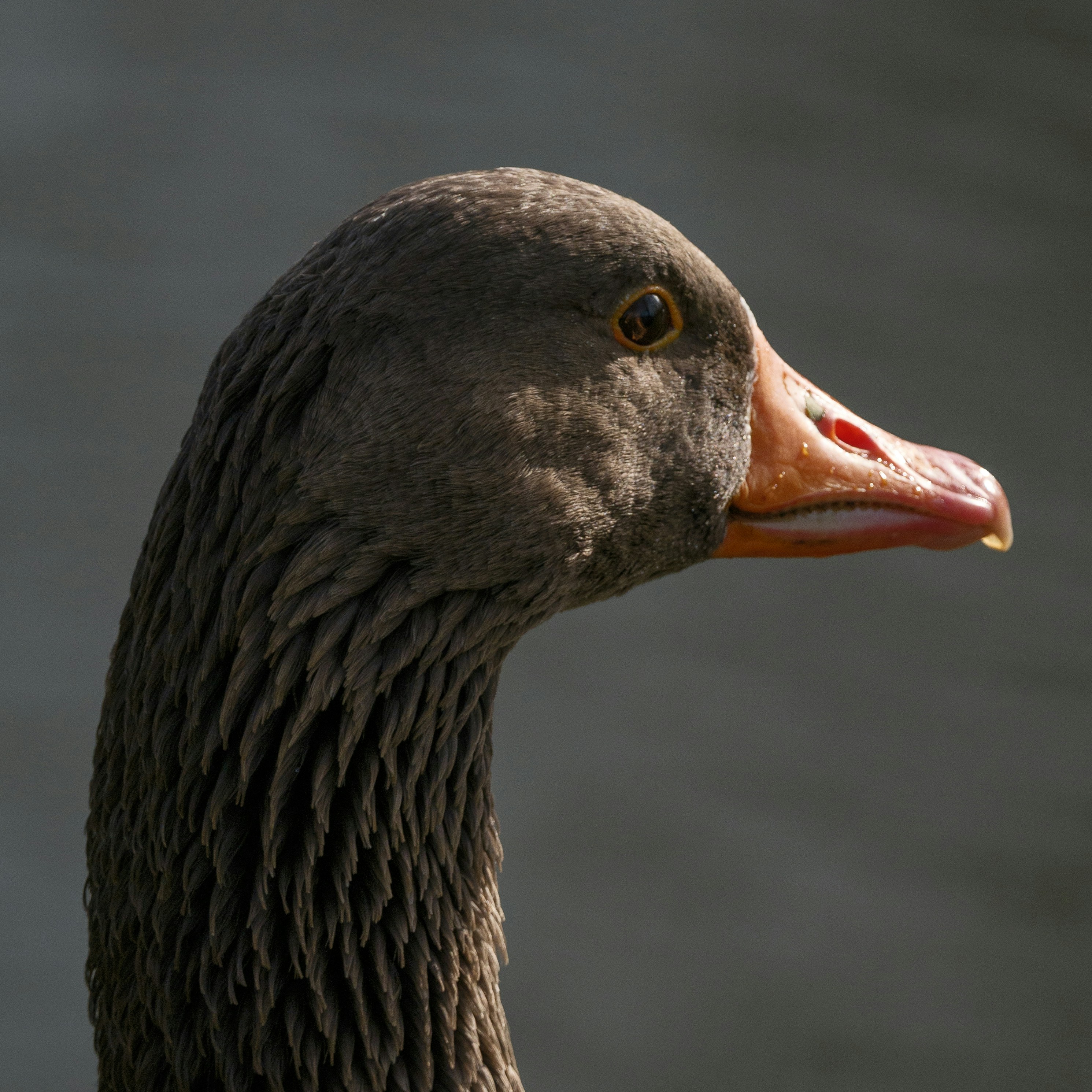 Photo by haberdoedas