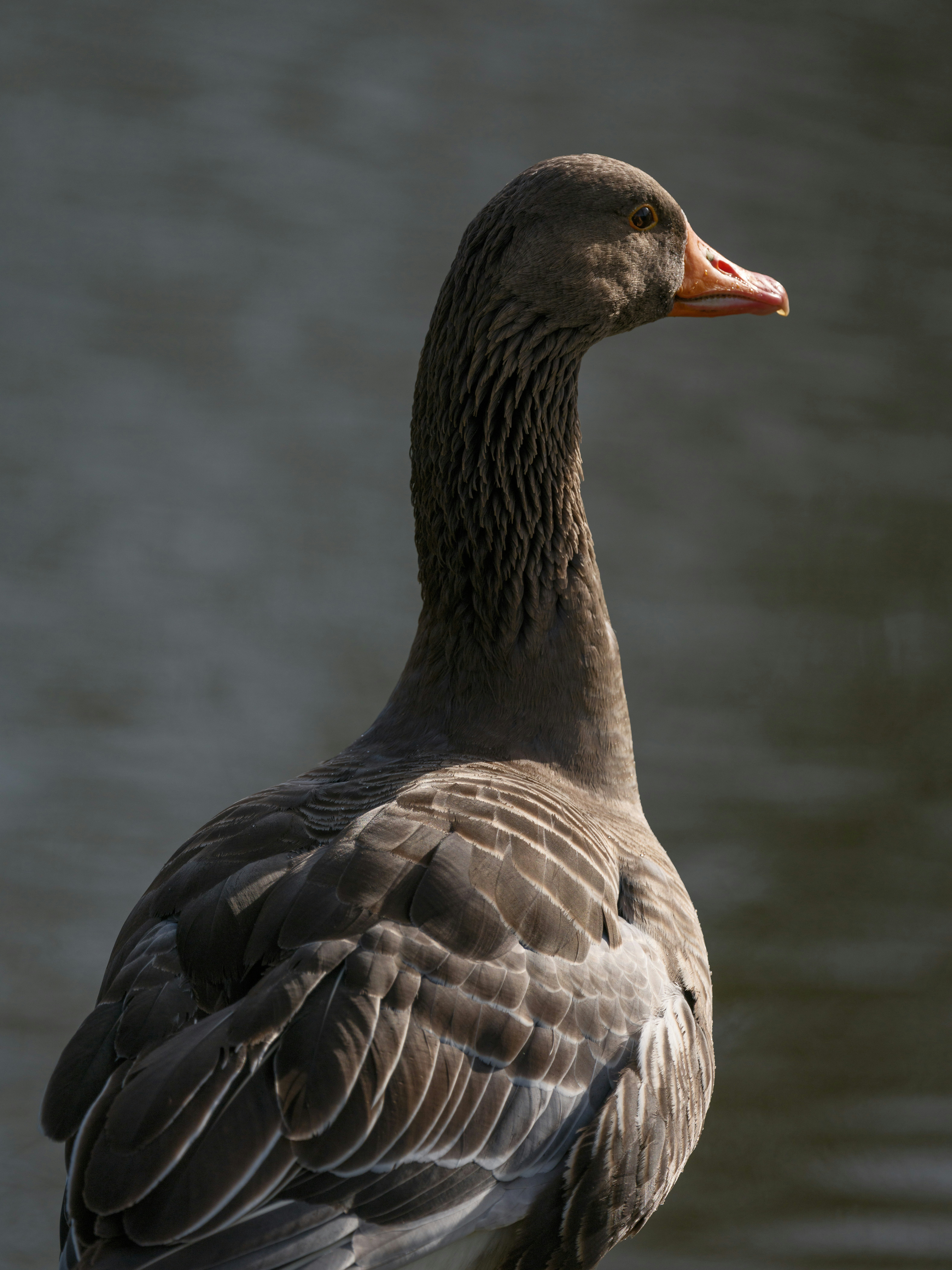 Photo by haberdoedas