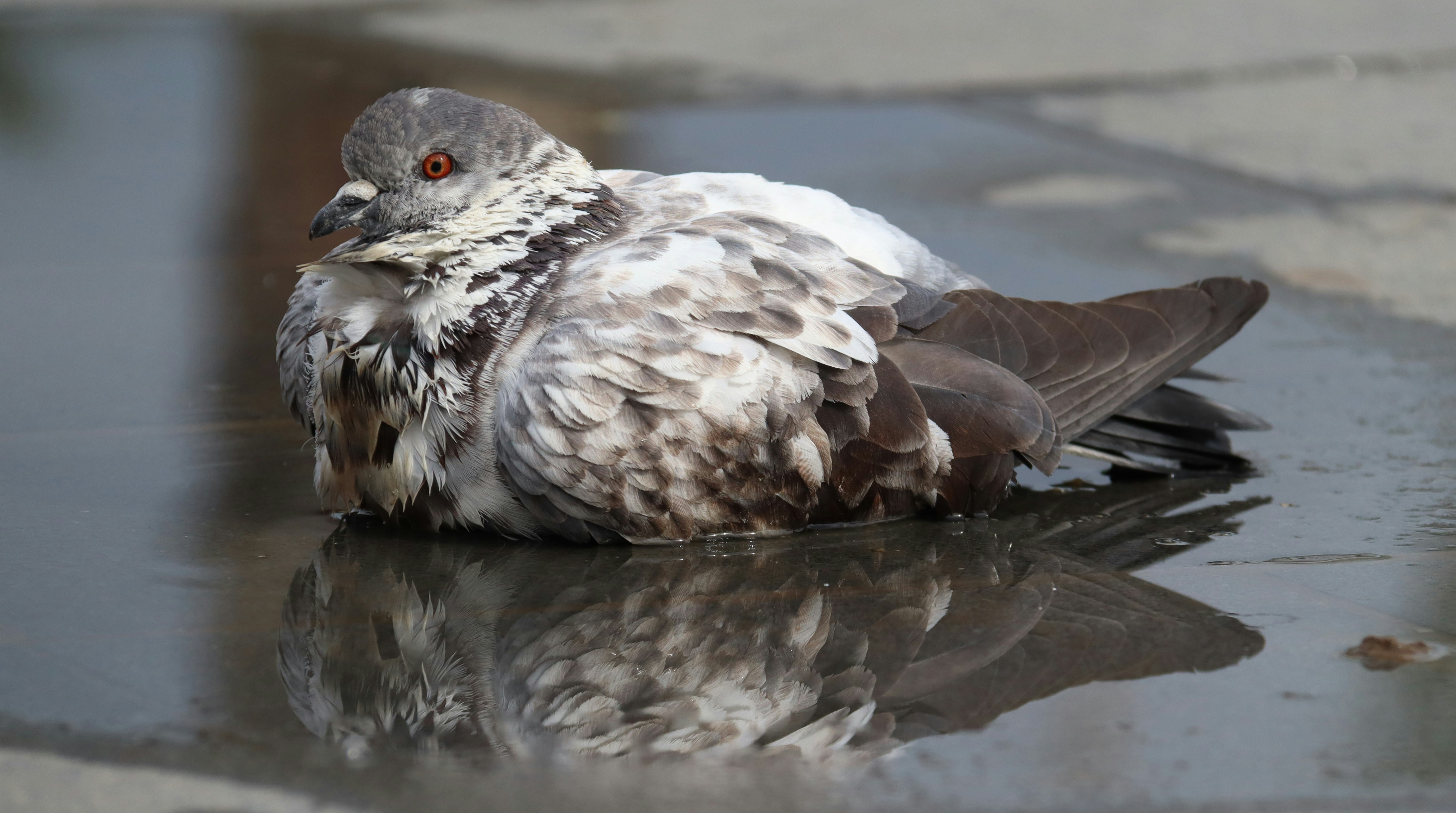 Gros plan d’un oiseau sur un sol humide